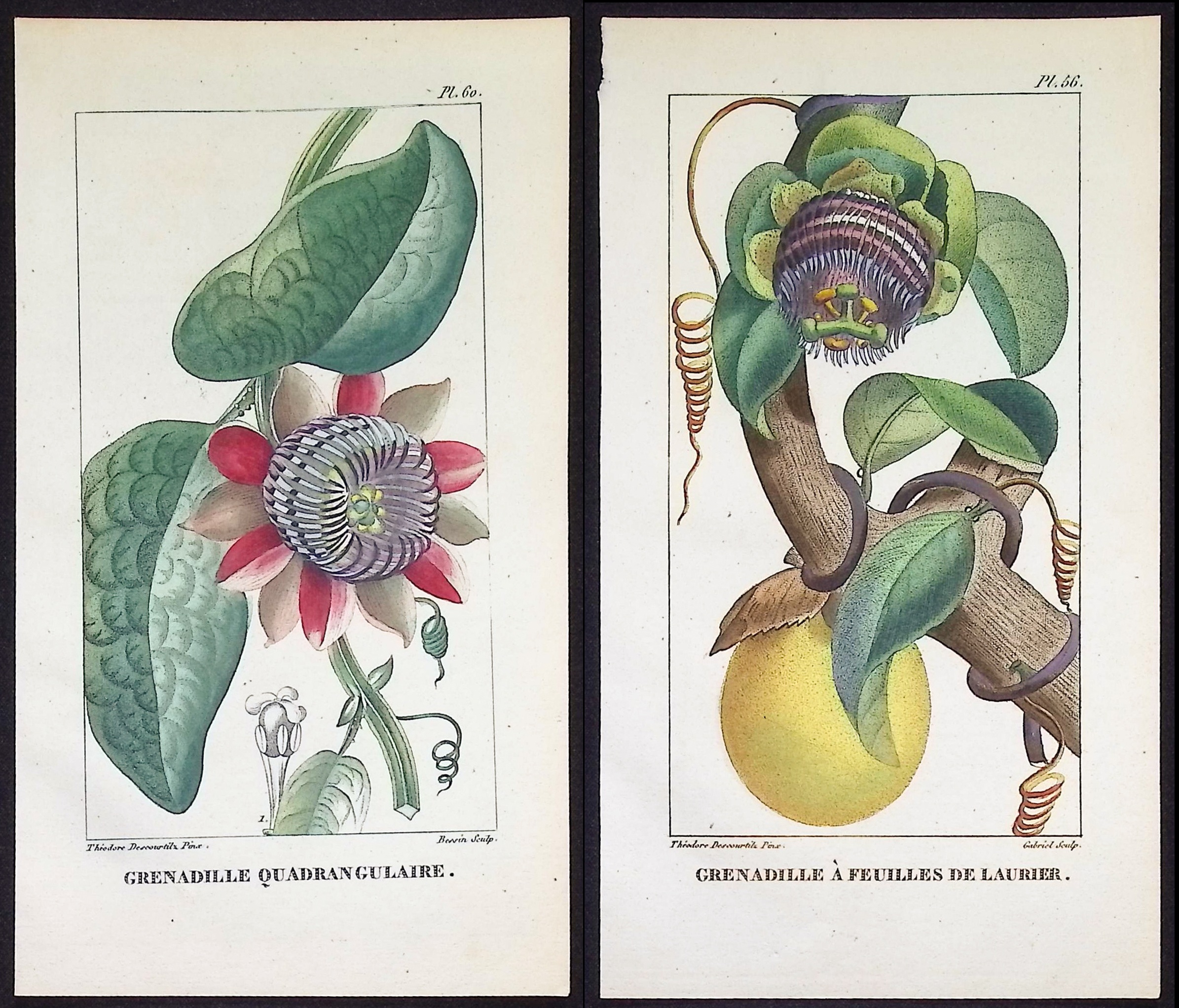 Descourtilz - 4 Passion Flower Engravings