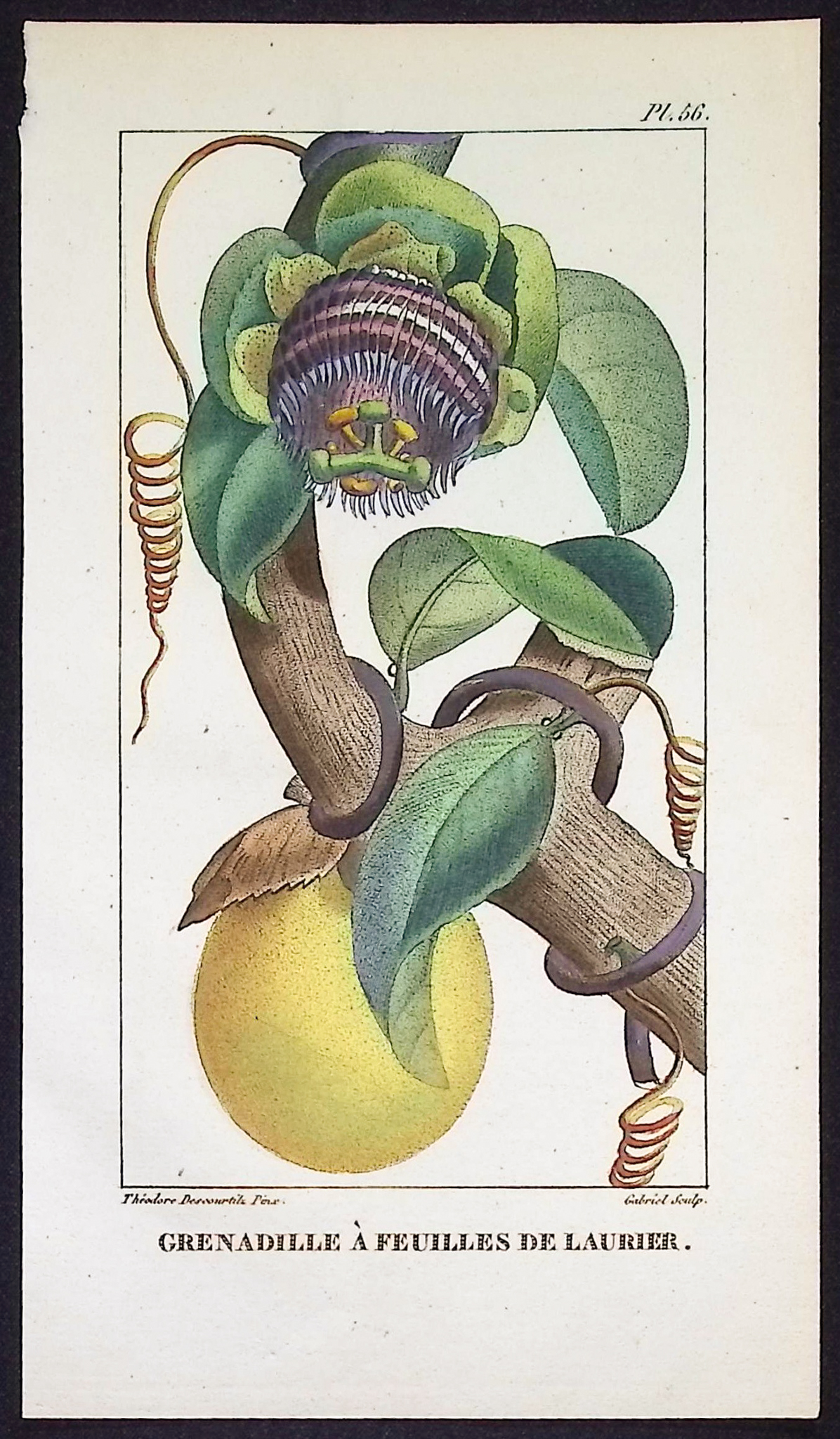 Descourtilz - 4 Passion Flower Engravings
