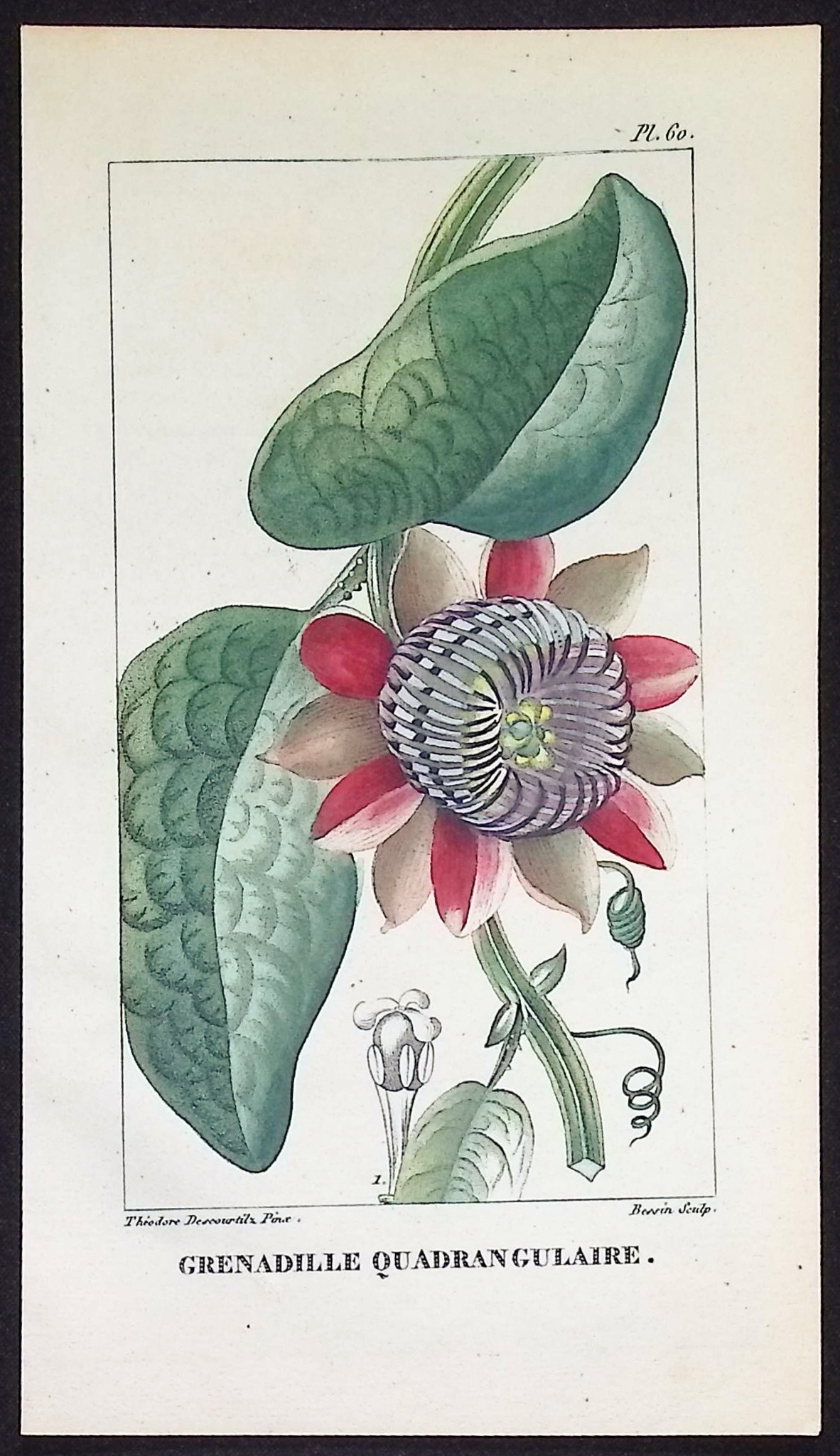 Descourtilz - 4 Passion Flower Engravings