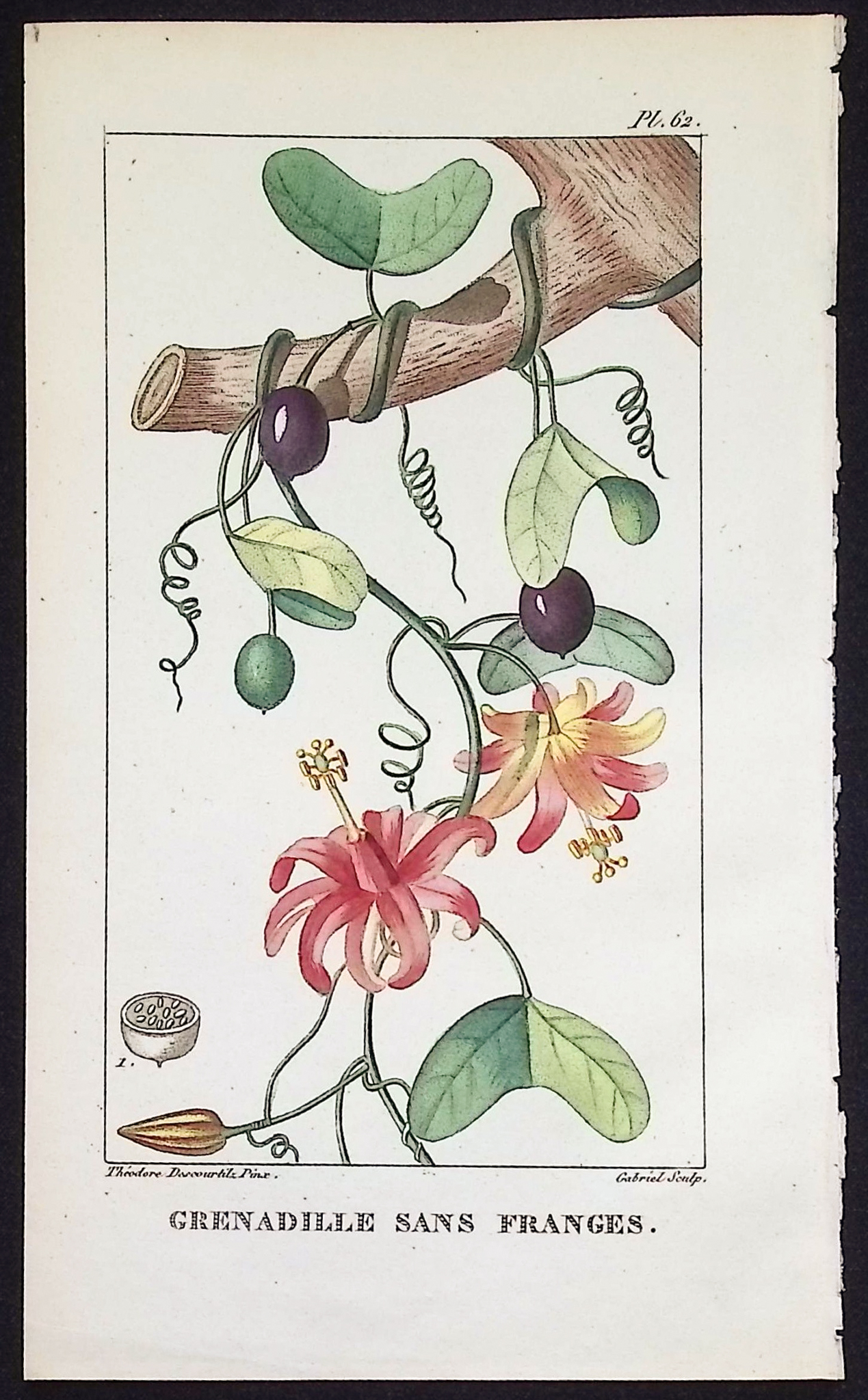 Descourtilz - 4 Passion Flower Engravings