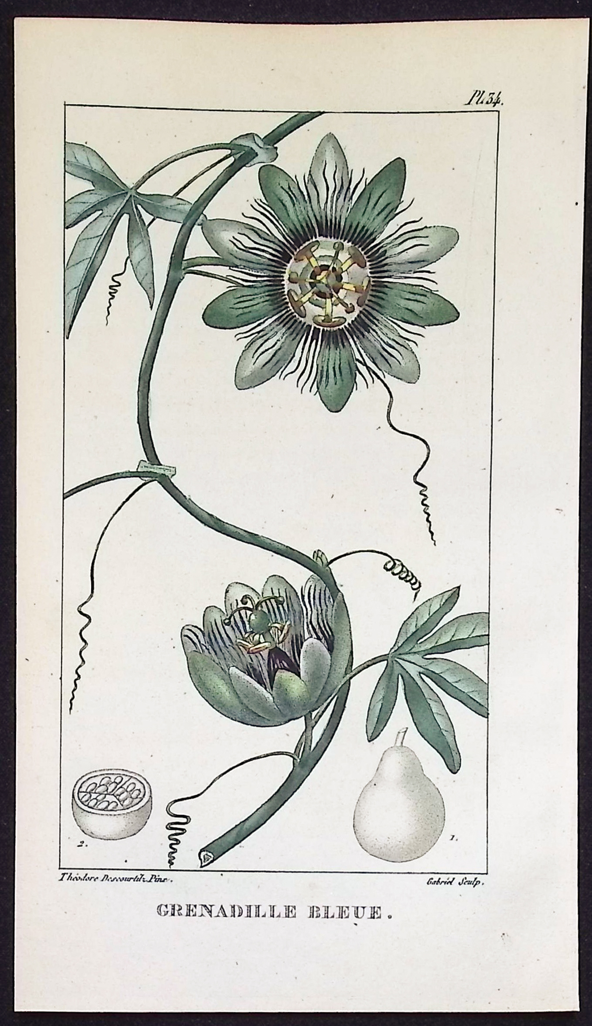 Descourtilz - 4 Passion Flower Engravings