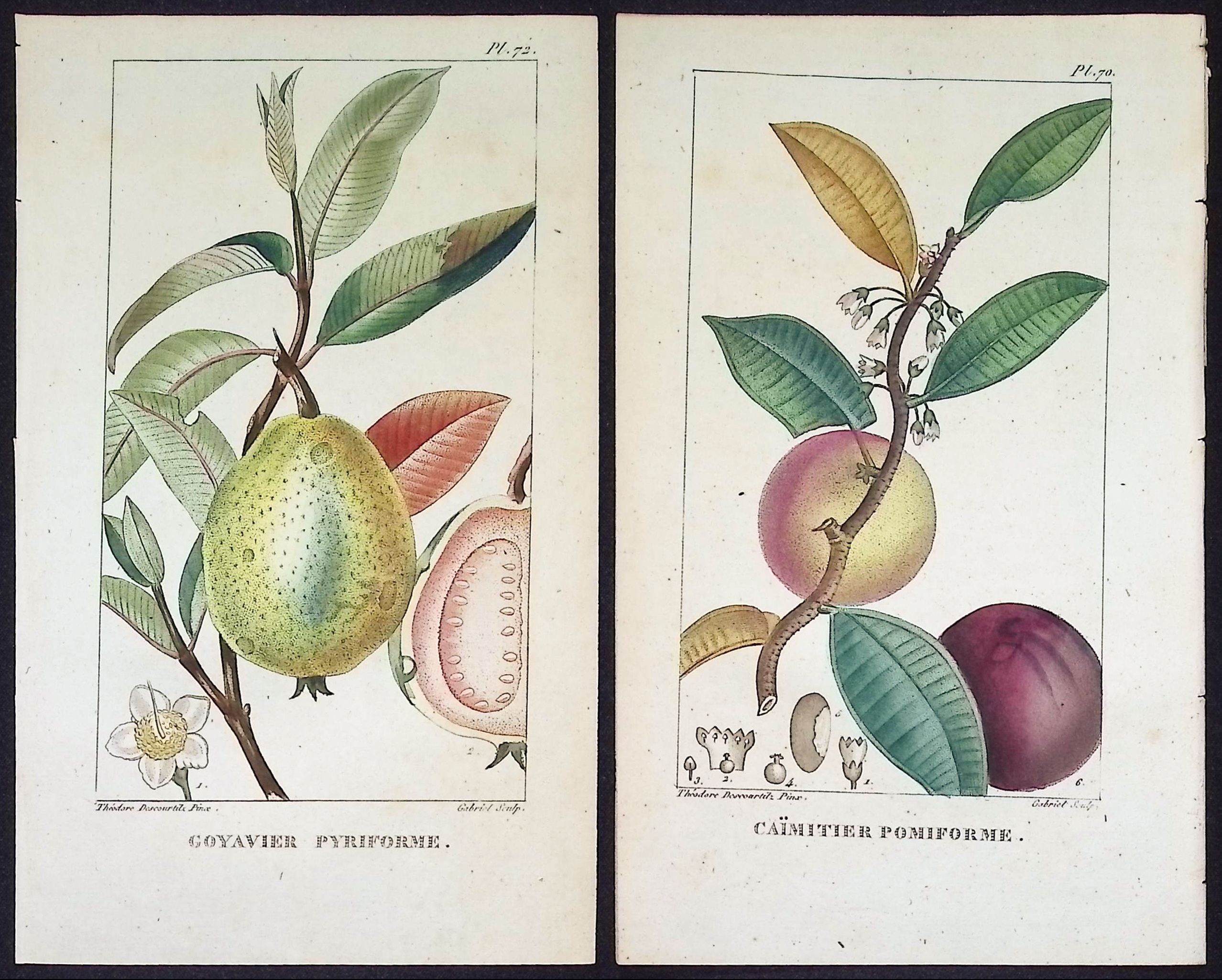 Descourtilz - 4 Fruit or Seed Tree Engravings