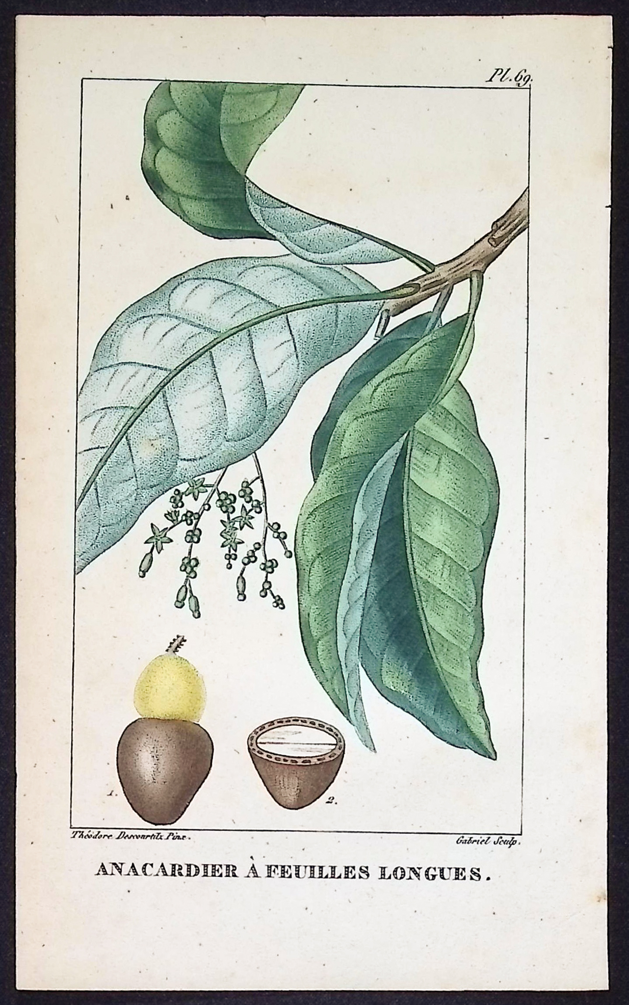 Descourtilz - 4 Fruit or Seed Tree Engravings