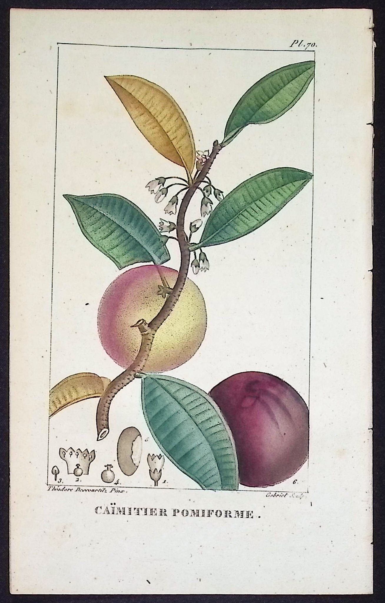 Descourtilz - 4 Fruit or Seed Tree Engravings
