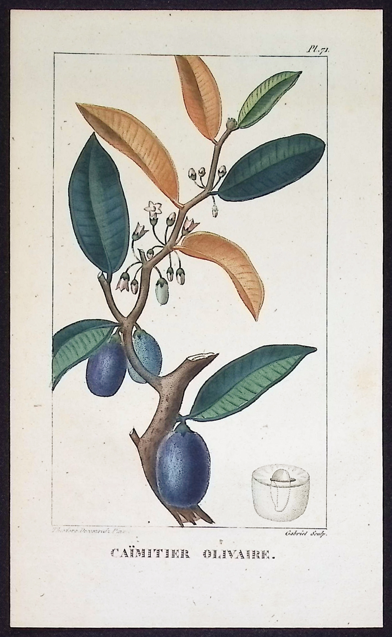 Descourtilz - 4 Fruit or Seed Tree Engravings