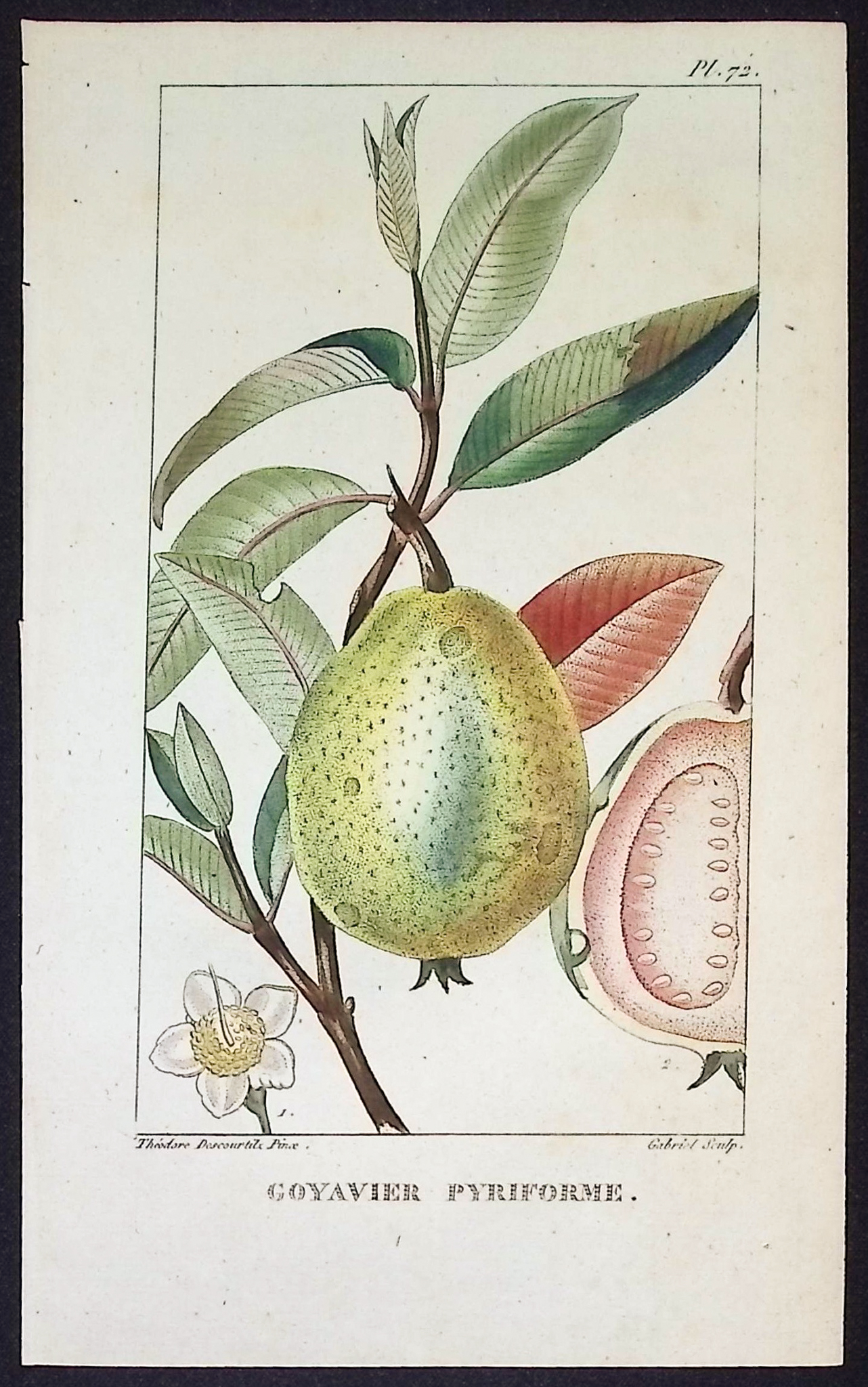 Descourtilz - 4 Fruit or Seed Tree Engravings