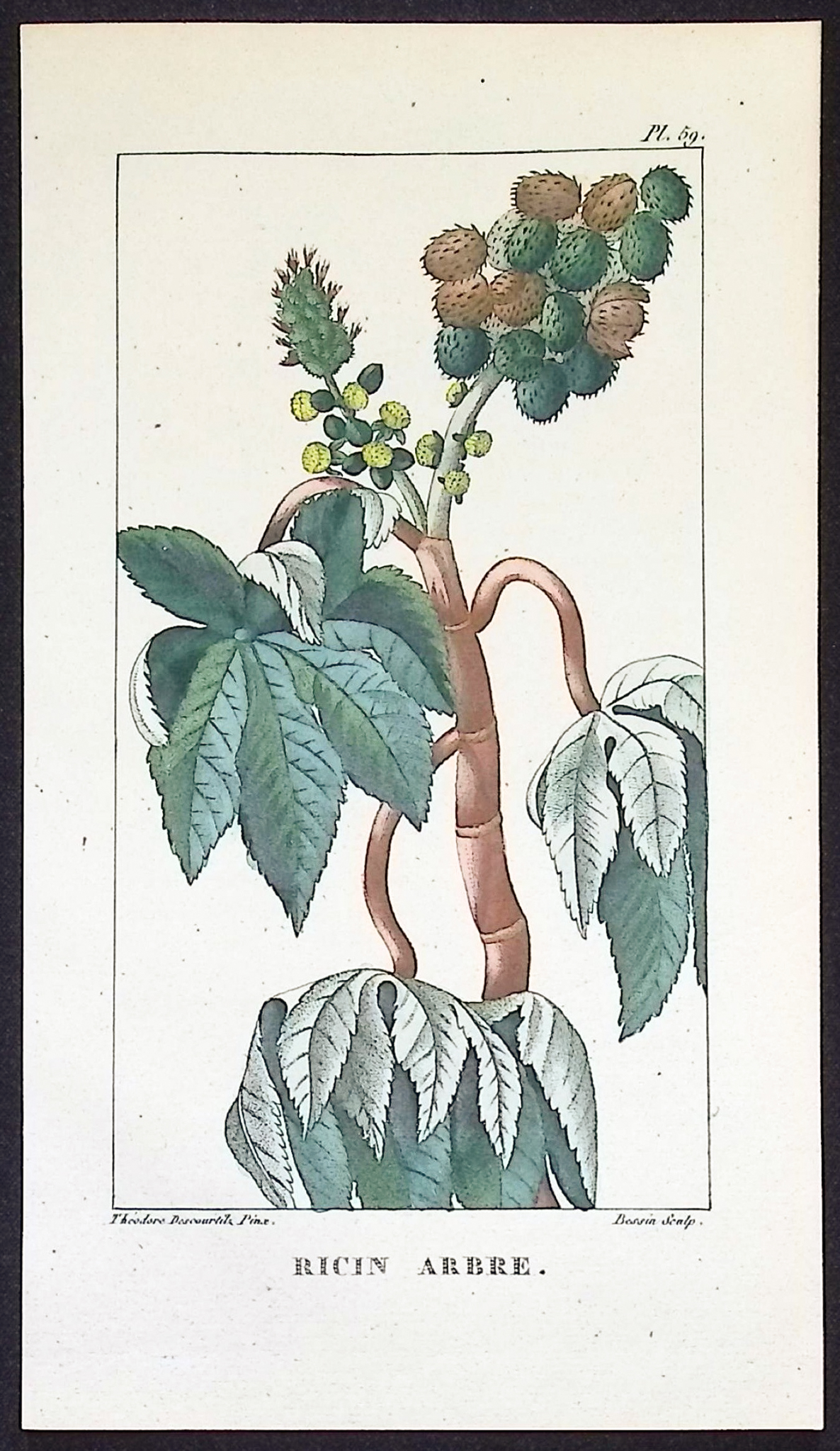 Descourtilz - 4 Fruit or Seed Tree Engravings