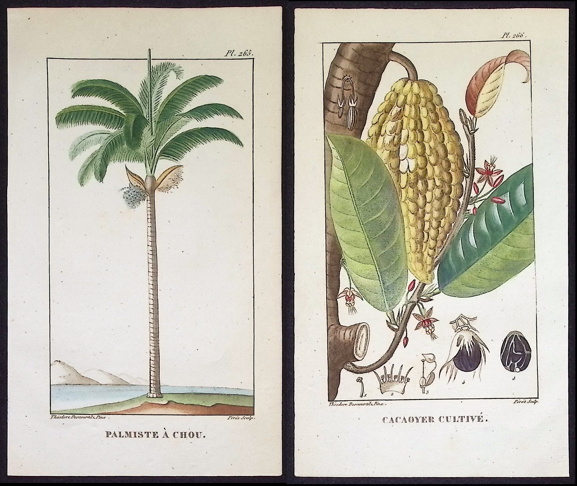 Descourtilz - 5 Palm or Papaya Tree Engravings