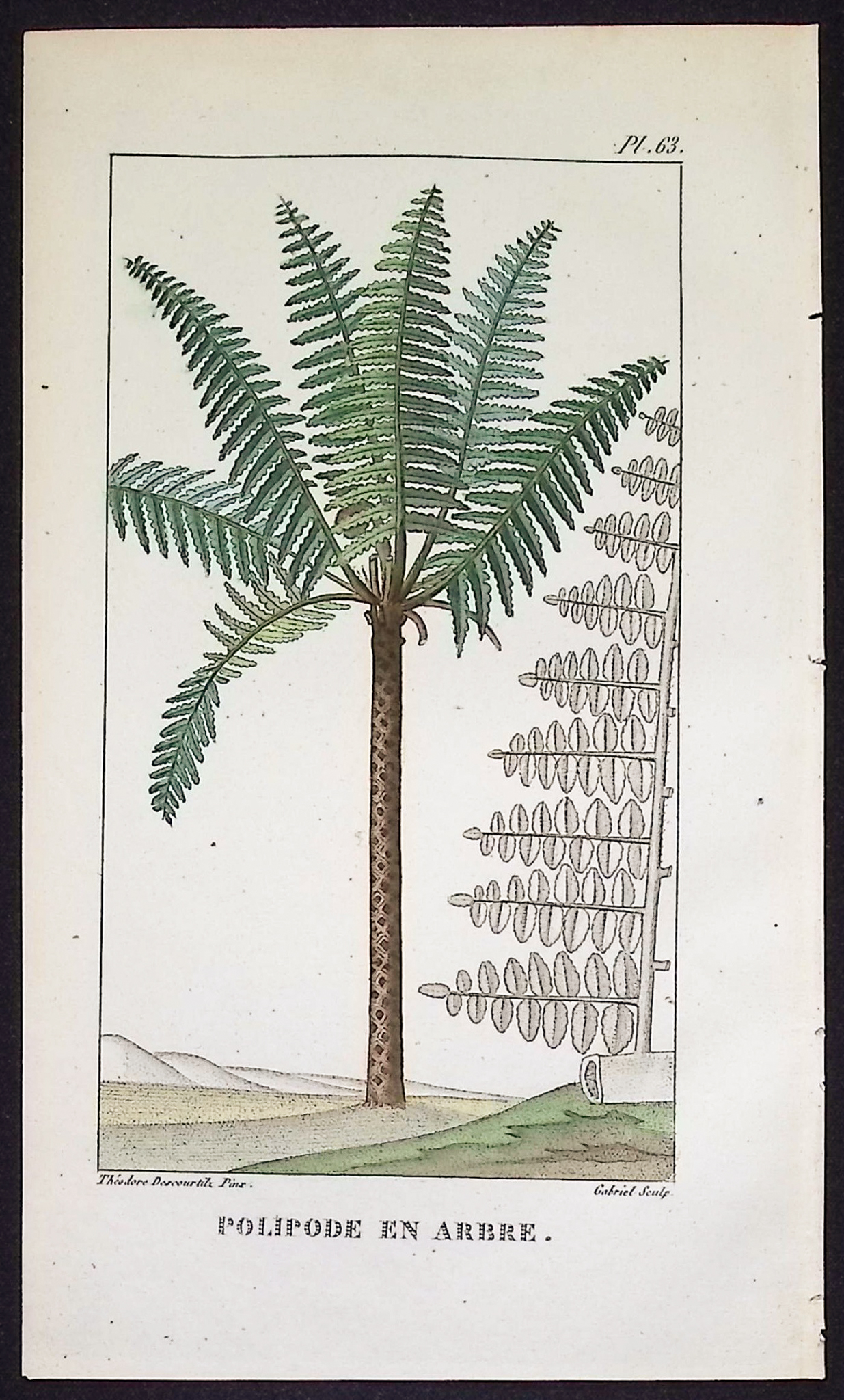 Descourtilz - 5 Palm or Papaya Tree Engravings