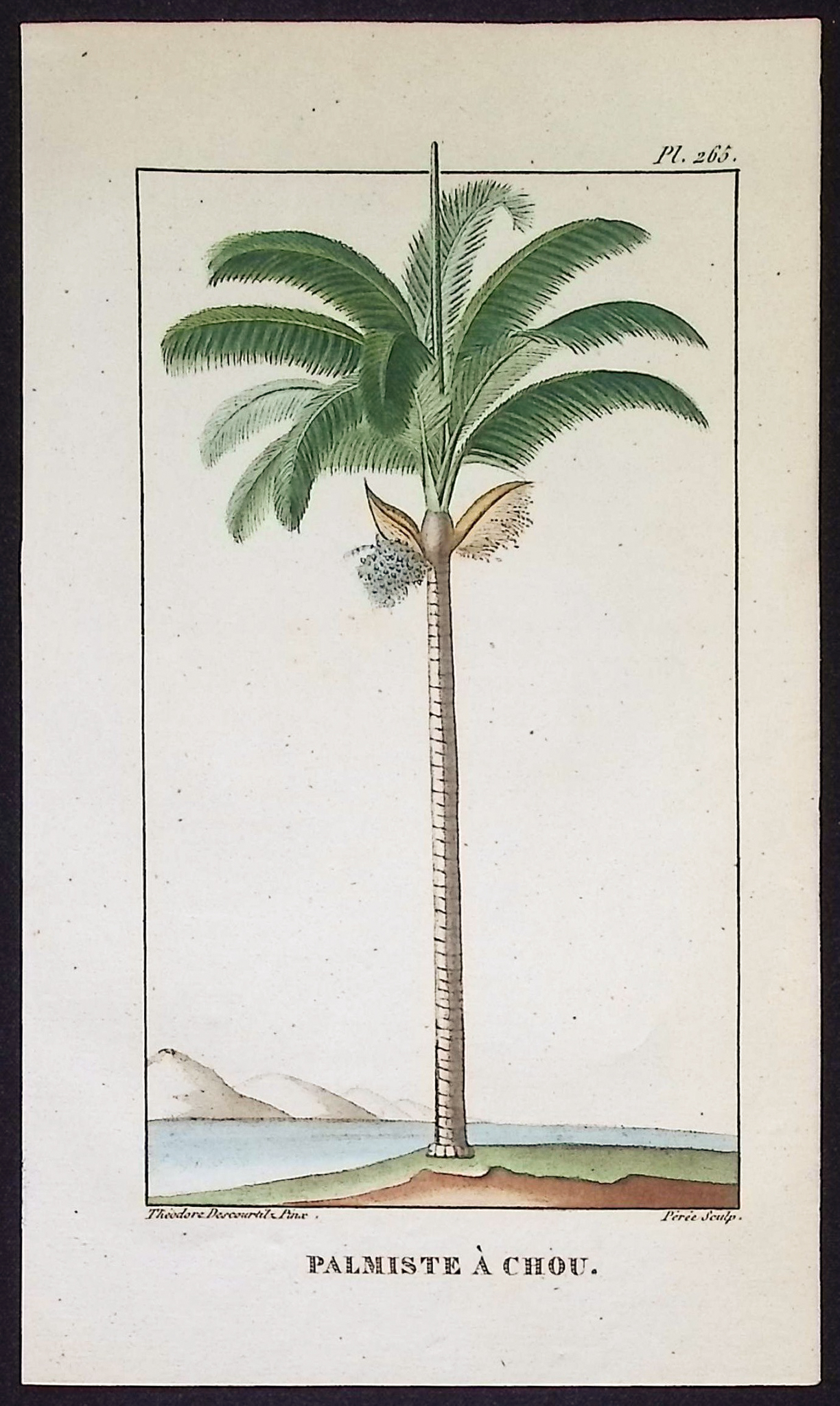 Descourtilz - 5 Palm or Papaya Tree Engravings