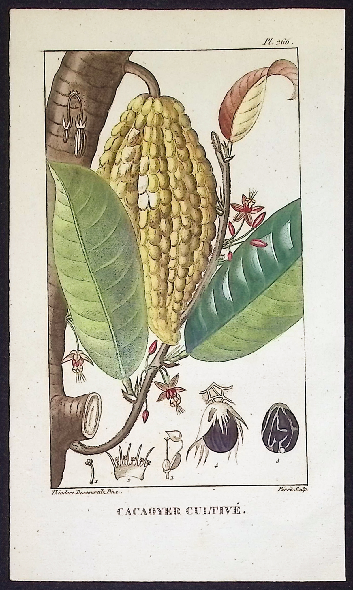 Descourtilz - 5 Palm or Papaya Tree Engravings