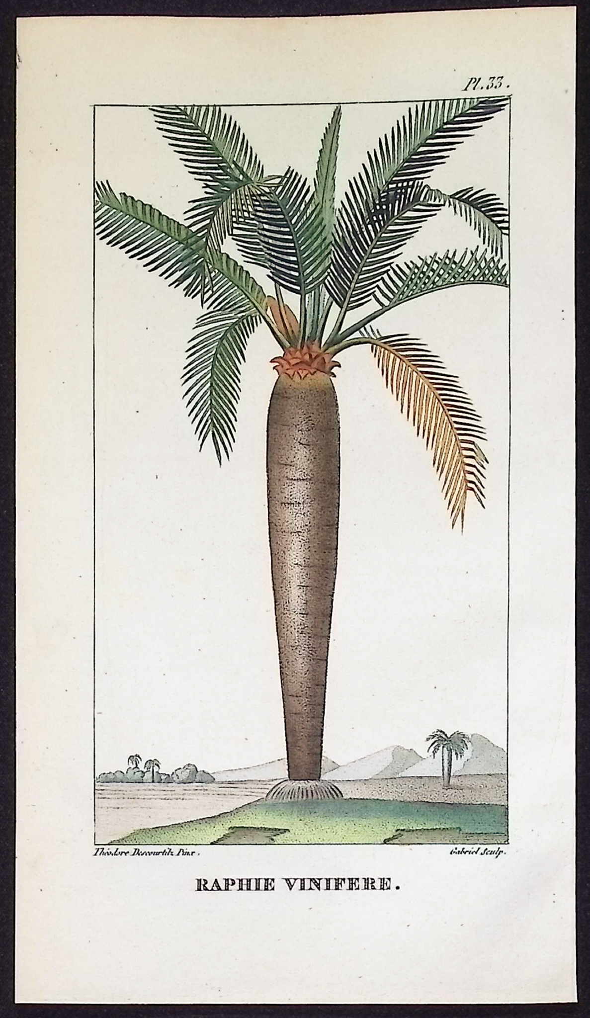 Descourtilz - 5 Palm or Papaya Tree Engravings
