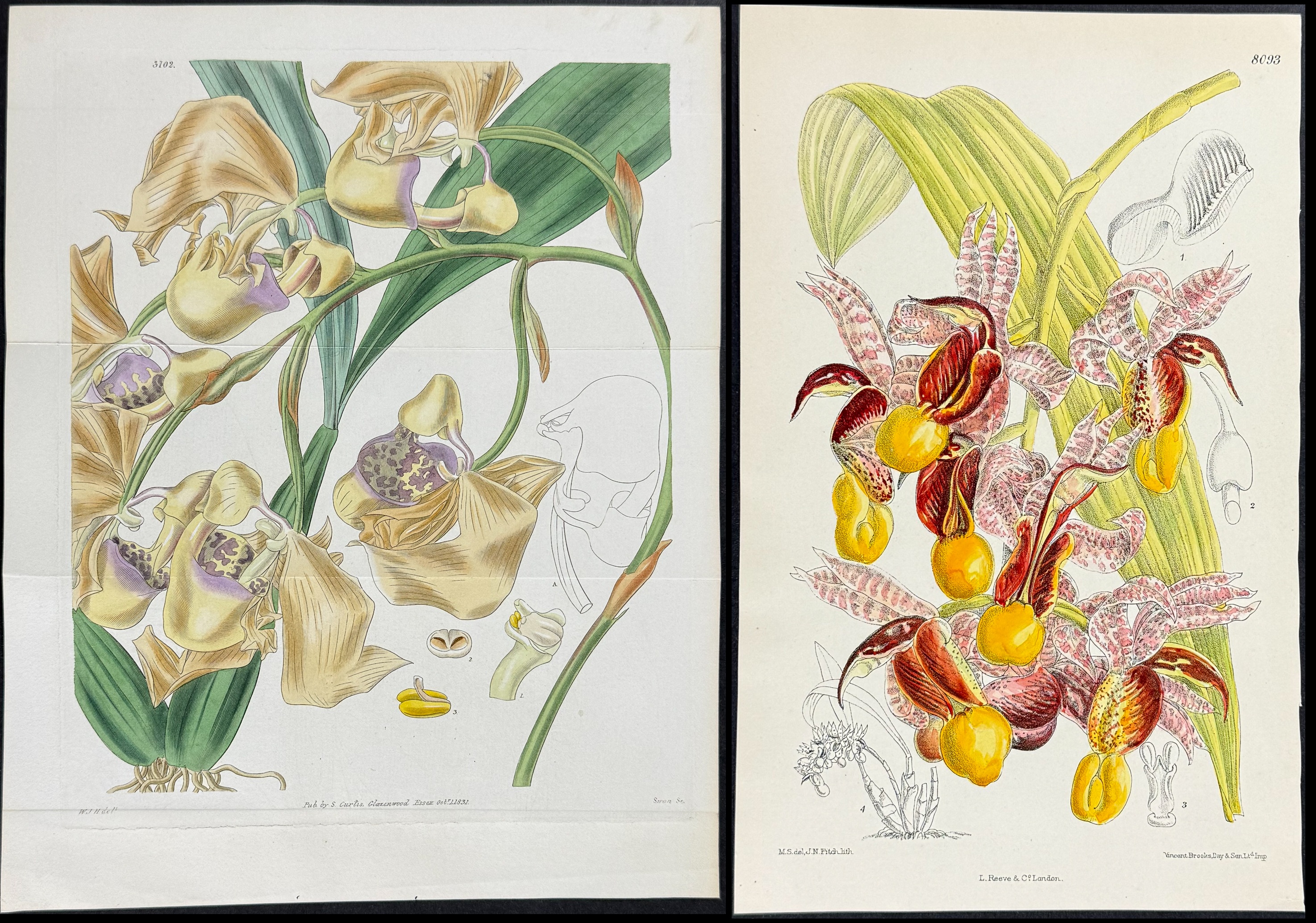 Curtis - 5 Orchid Engravings