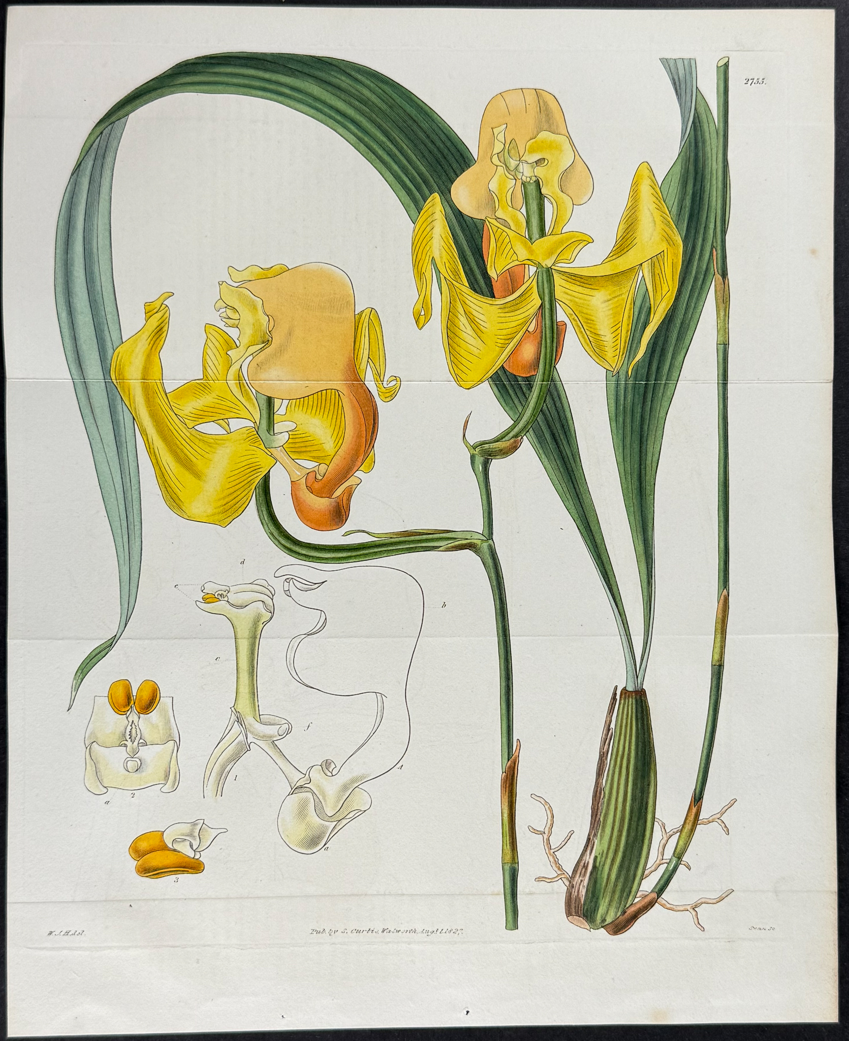 Curtis - 5 Orchid Engravings