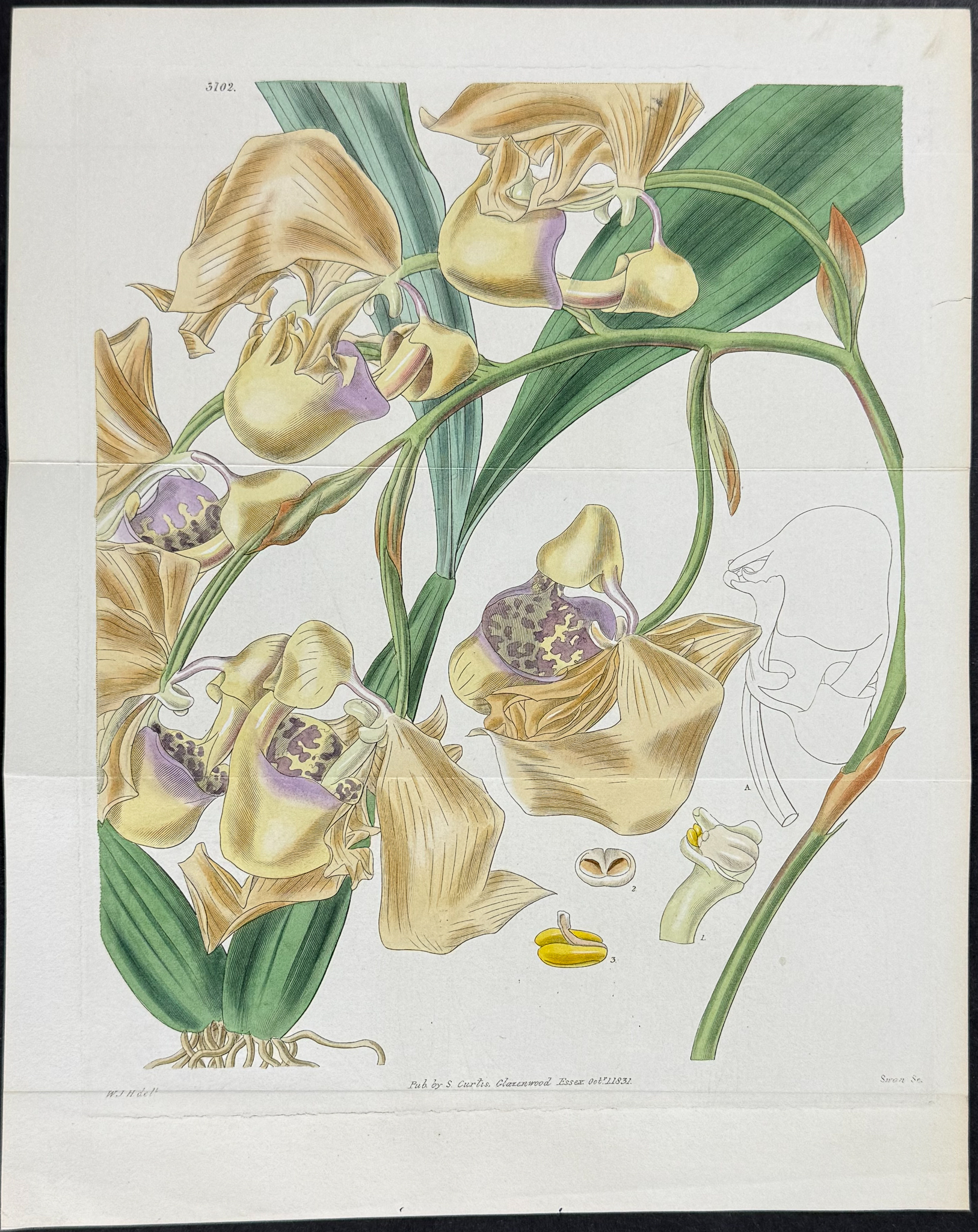 Curtis - 5 Orchid Engravings