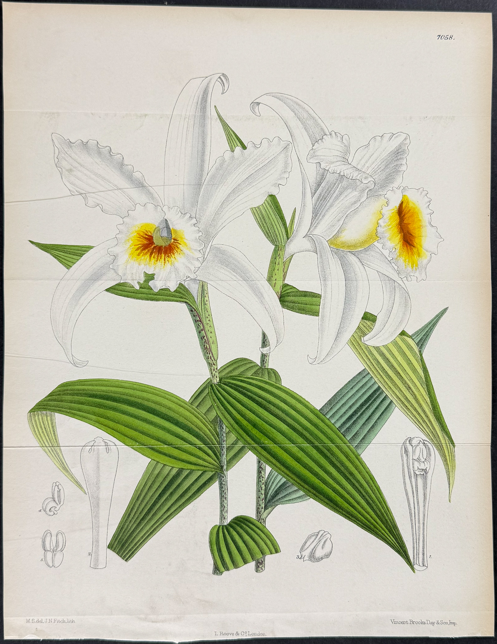 Curtis - 5 Orchid Engravings