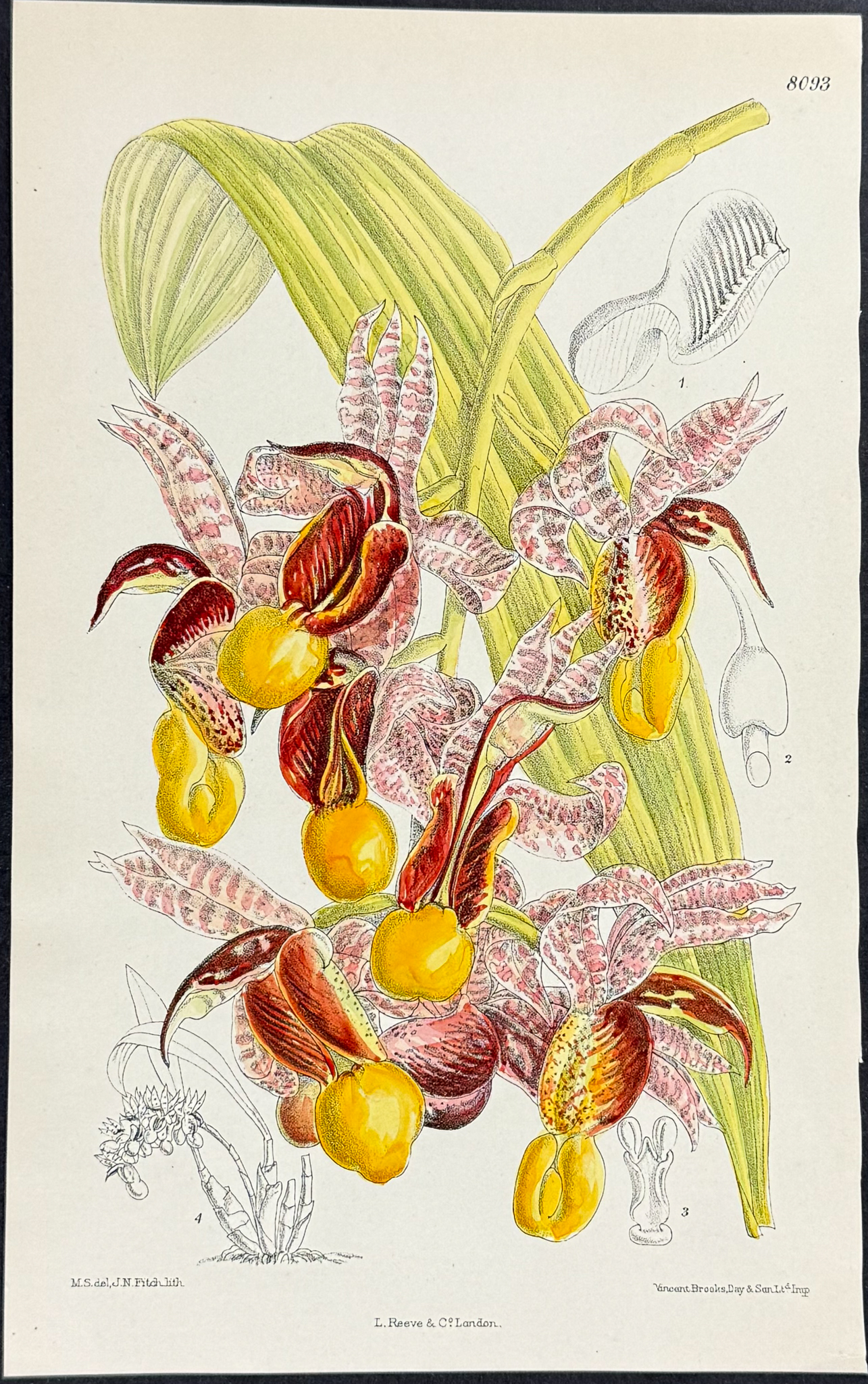 Curtis - 5 Orchid Engravings