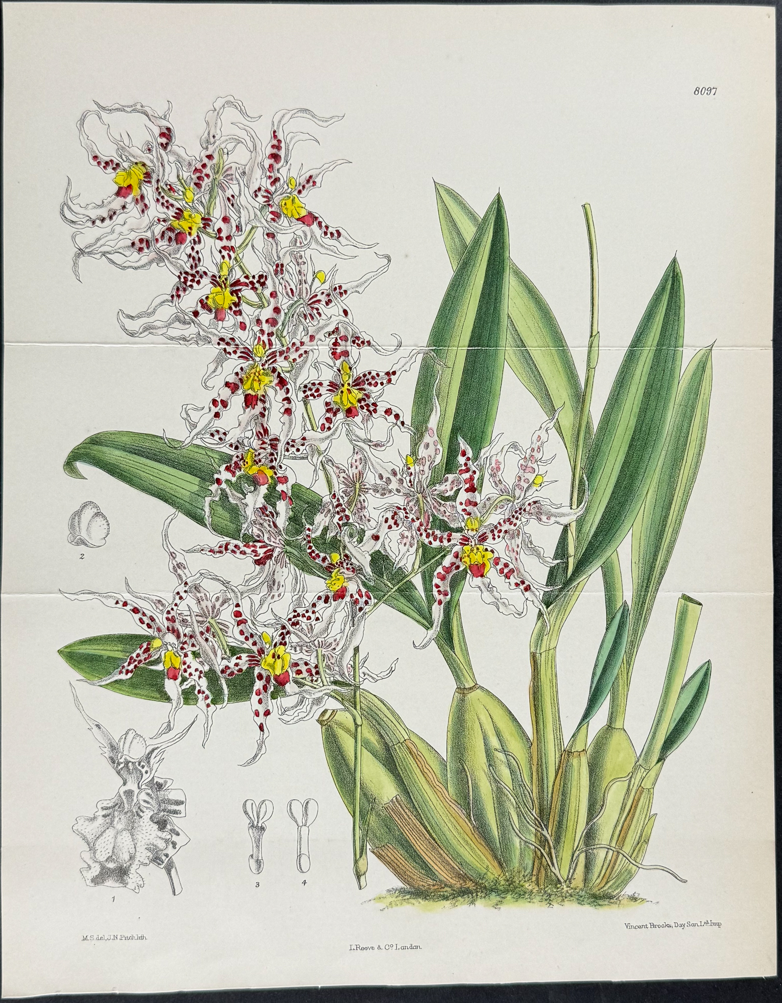 Curtis - 5 Orchid Engravings
