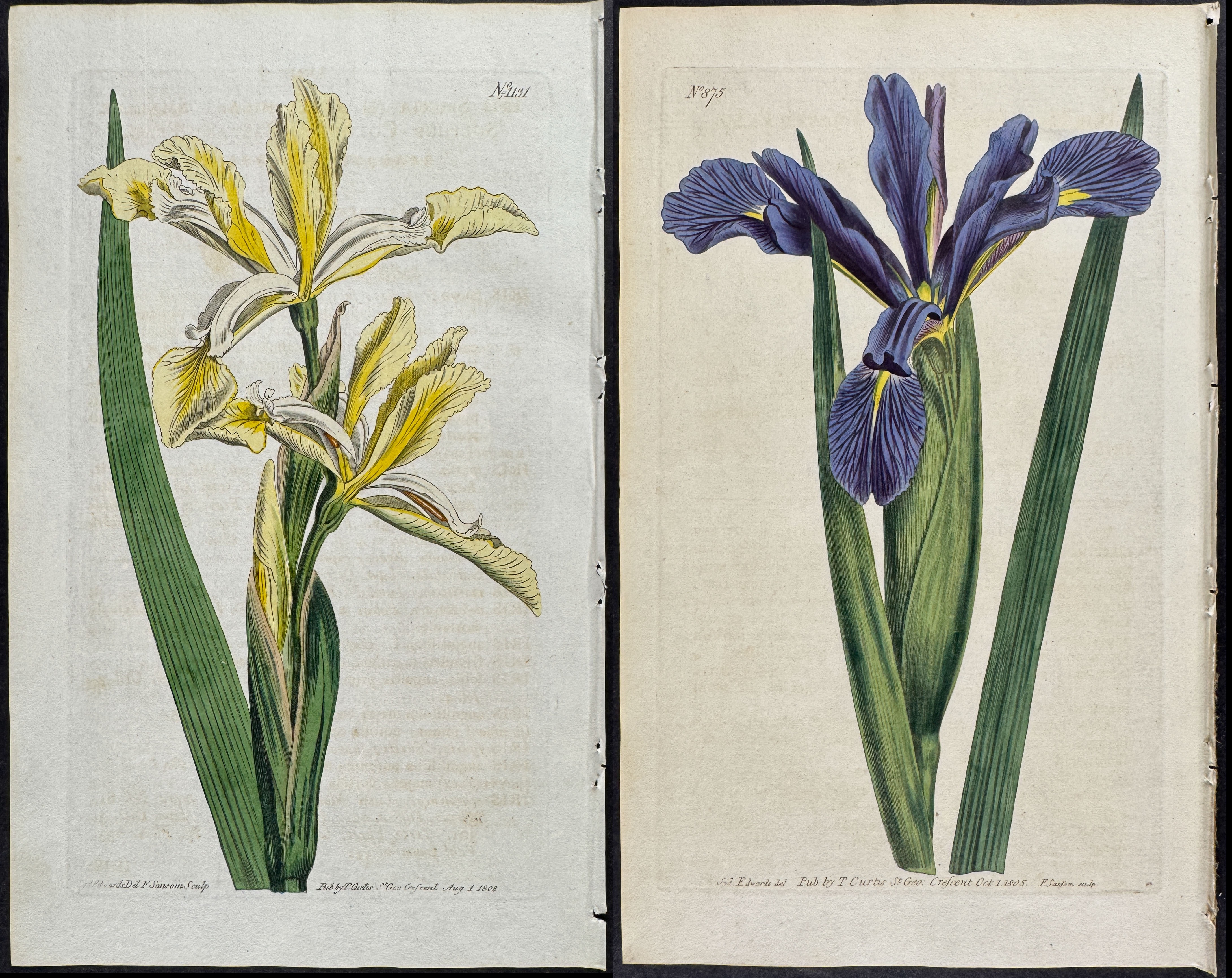 Curtis - 4 Iris Engravings