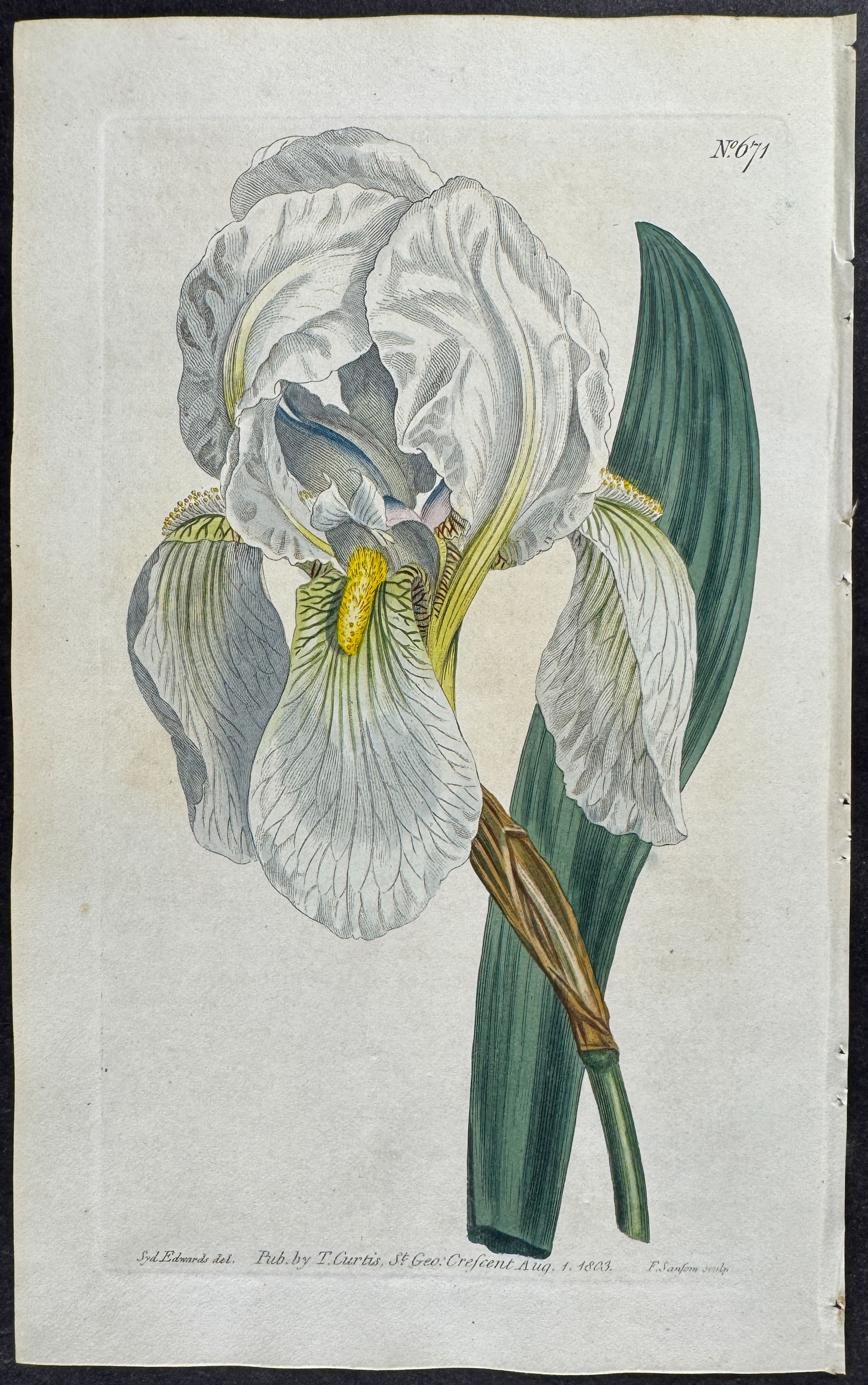 Curtis - 4 Iris Engravings