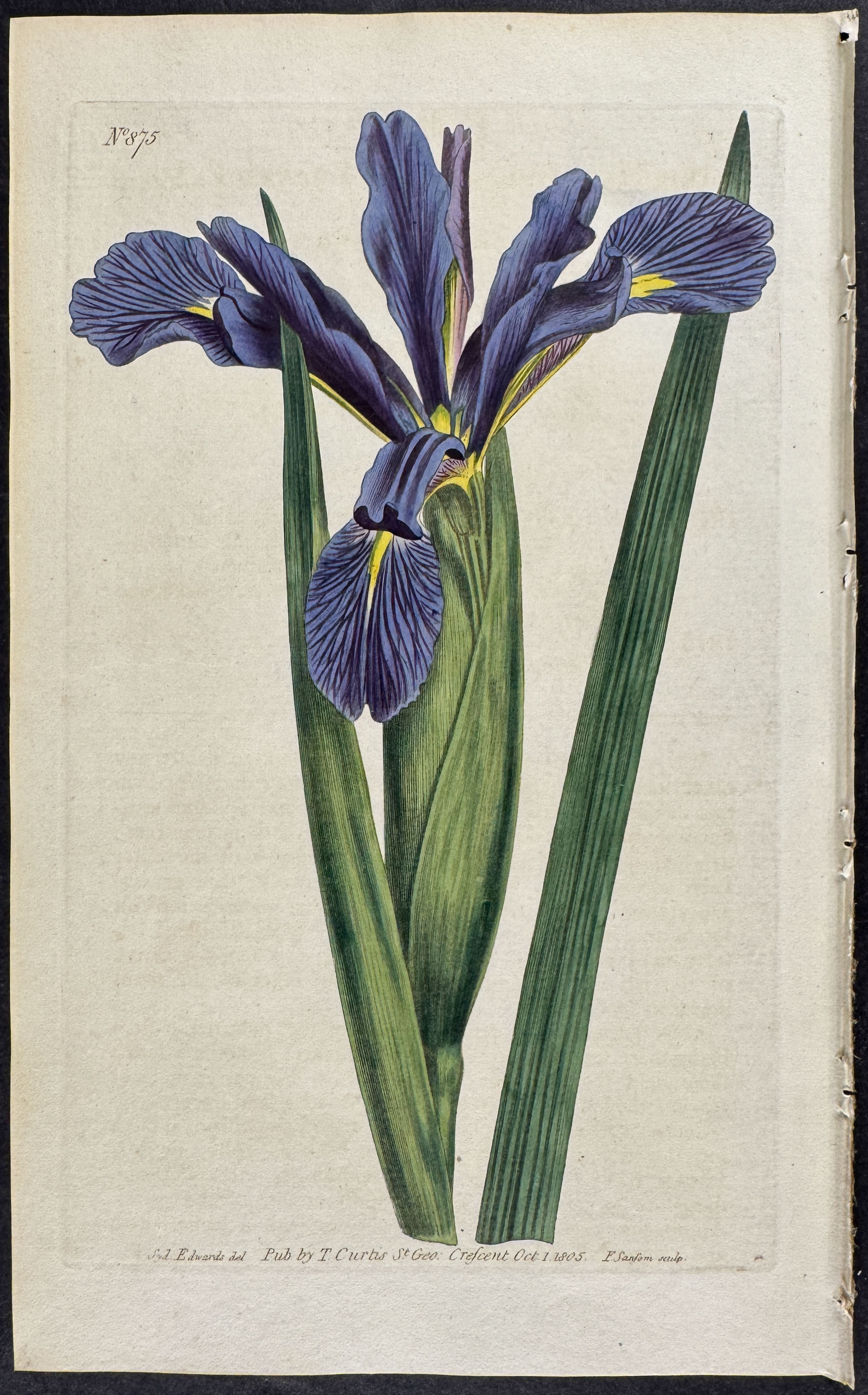 Curtis - 4 Iris Engravings