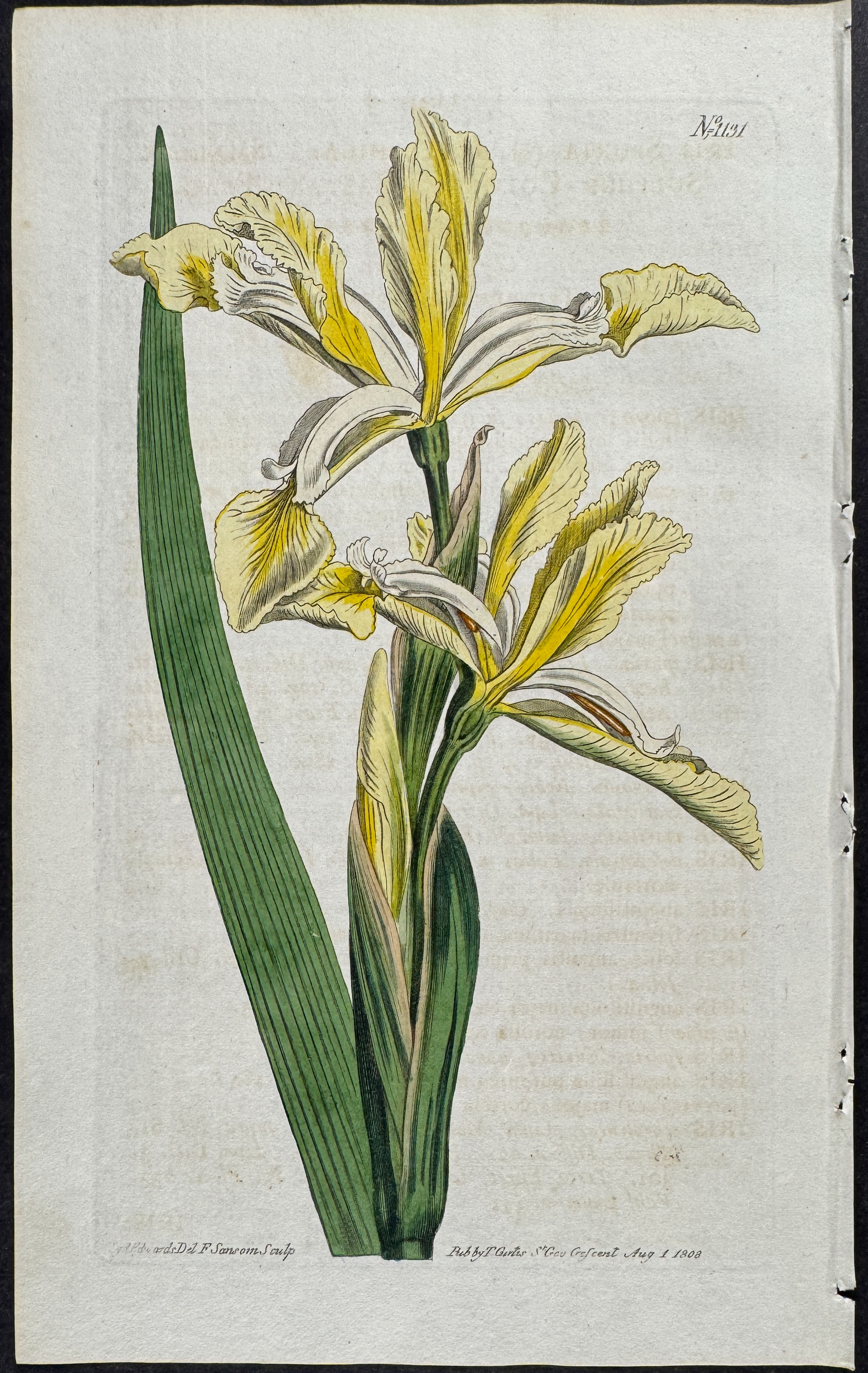 Curtis - 4 Iris Engravings