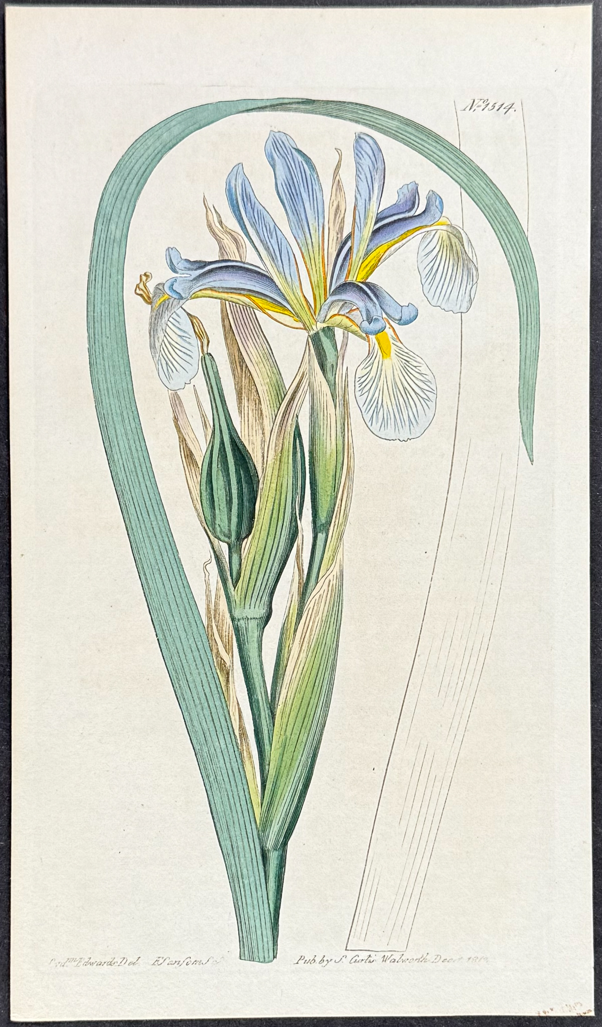 Curtis - 4 Iris Engravings