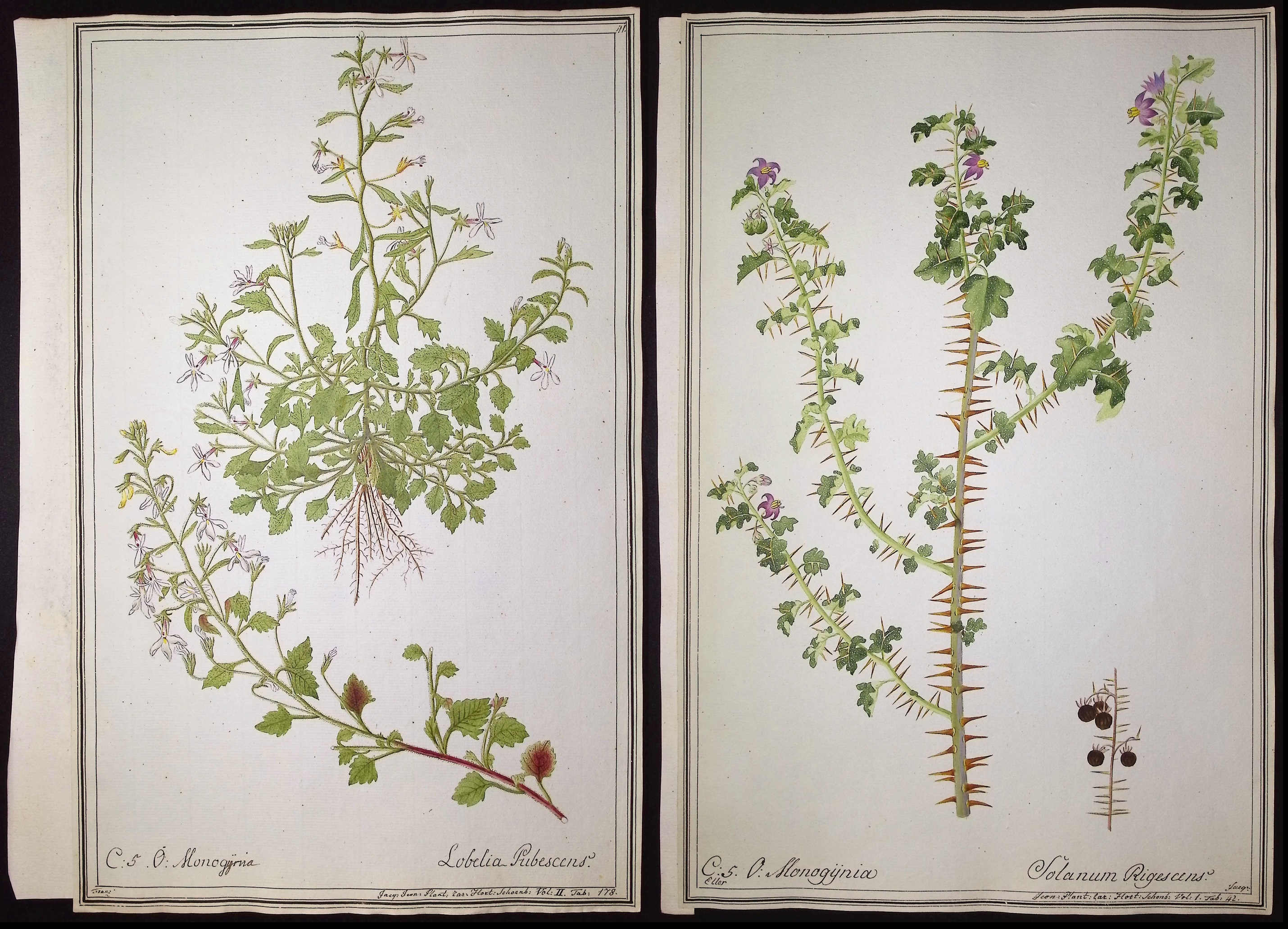 8 Original Botanical Watercolors (according to Linnaeus system)