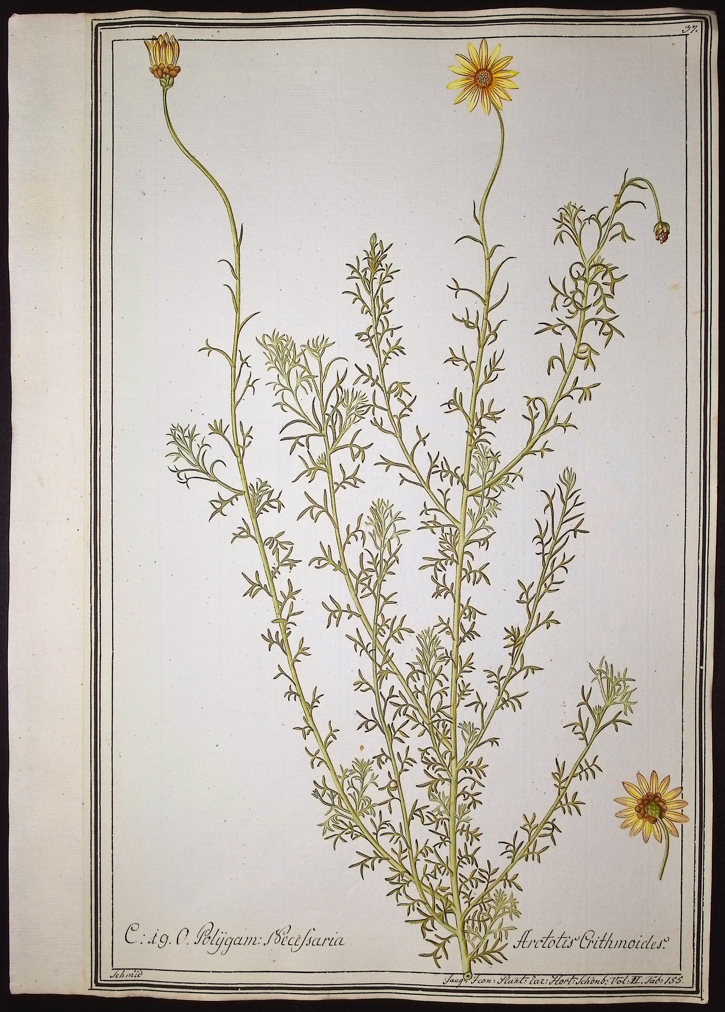 8 Original Botanical Watercolors (according to Linnaeus system)