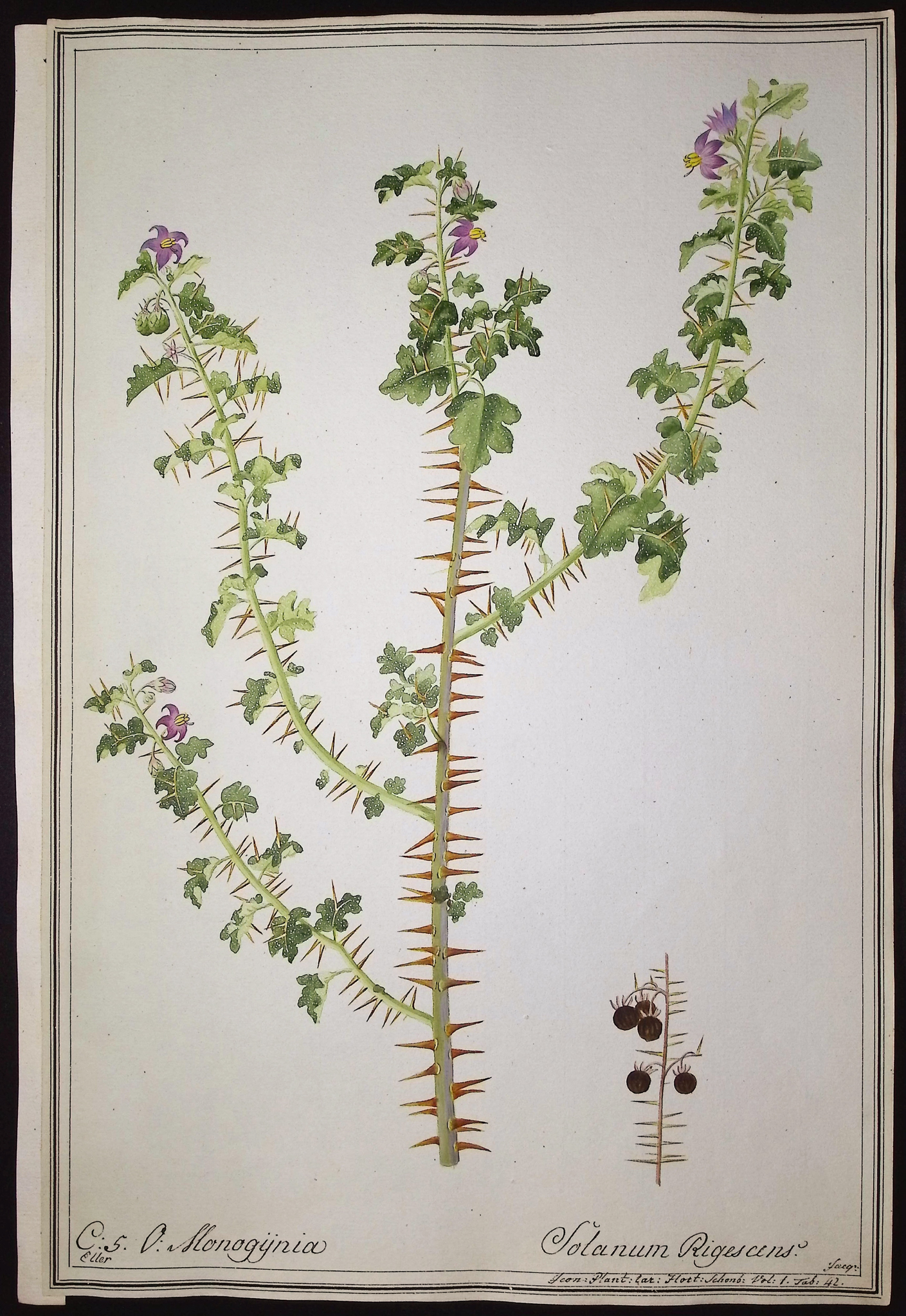 8 Original Botanical Watercolors (according to Linnaeus system)