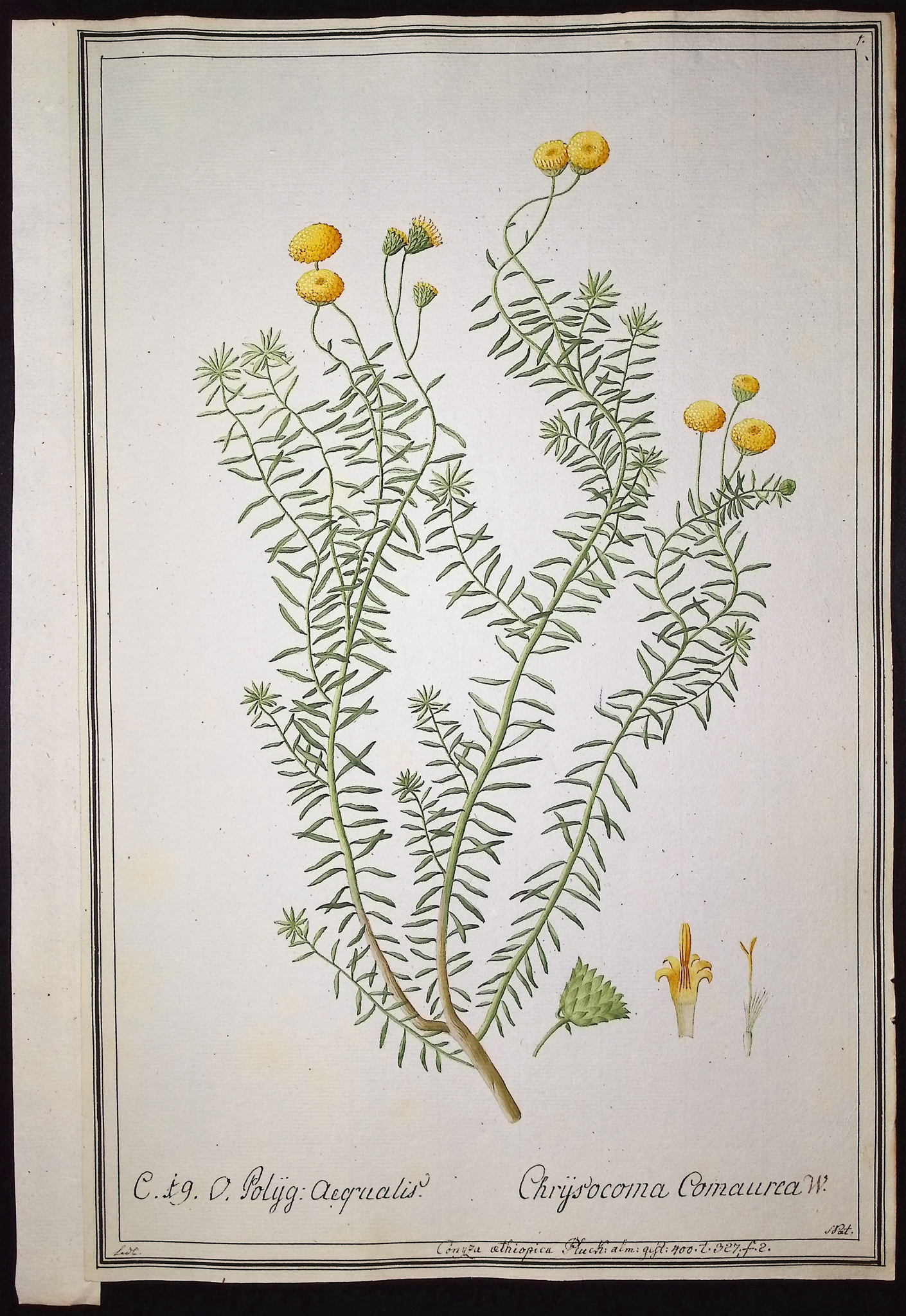 8 Original Botanical Watercolors (according to Linnaeus system)
