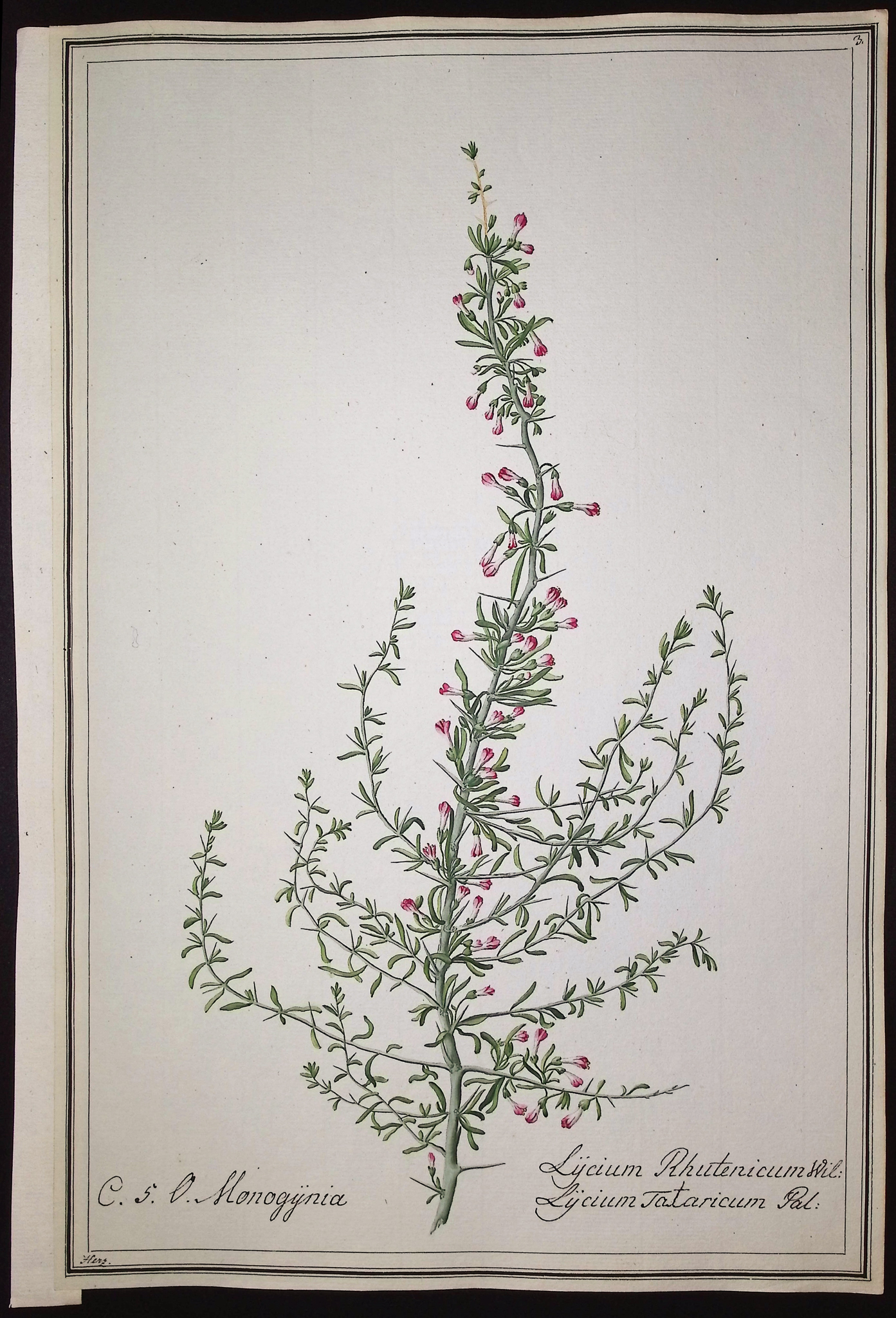 8 Original Botanical Watercolors (according to Linnaeus system)