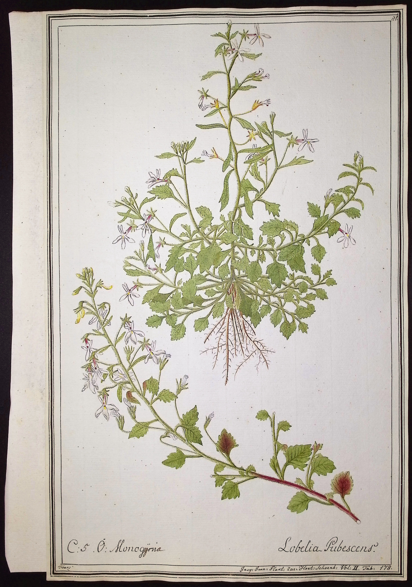 8 Original Botanical Watercolors (according to Linnaeus system)