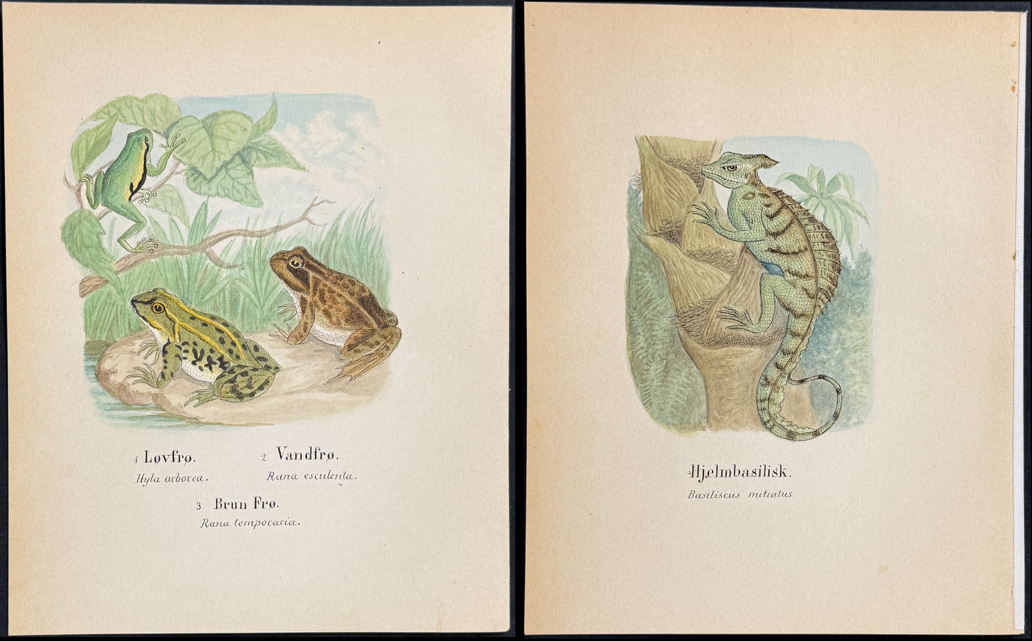 5 Original Watercolors of Reptiles & Amphibians (Chameleon, Basilisk, Frog or Toad)