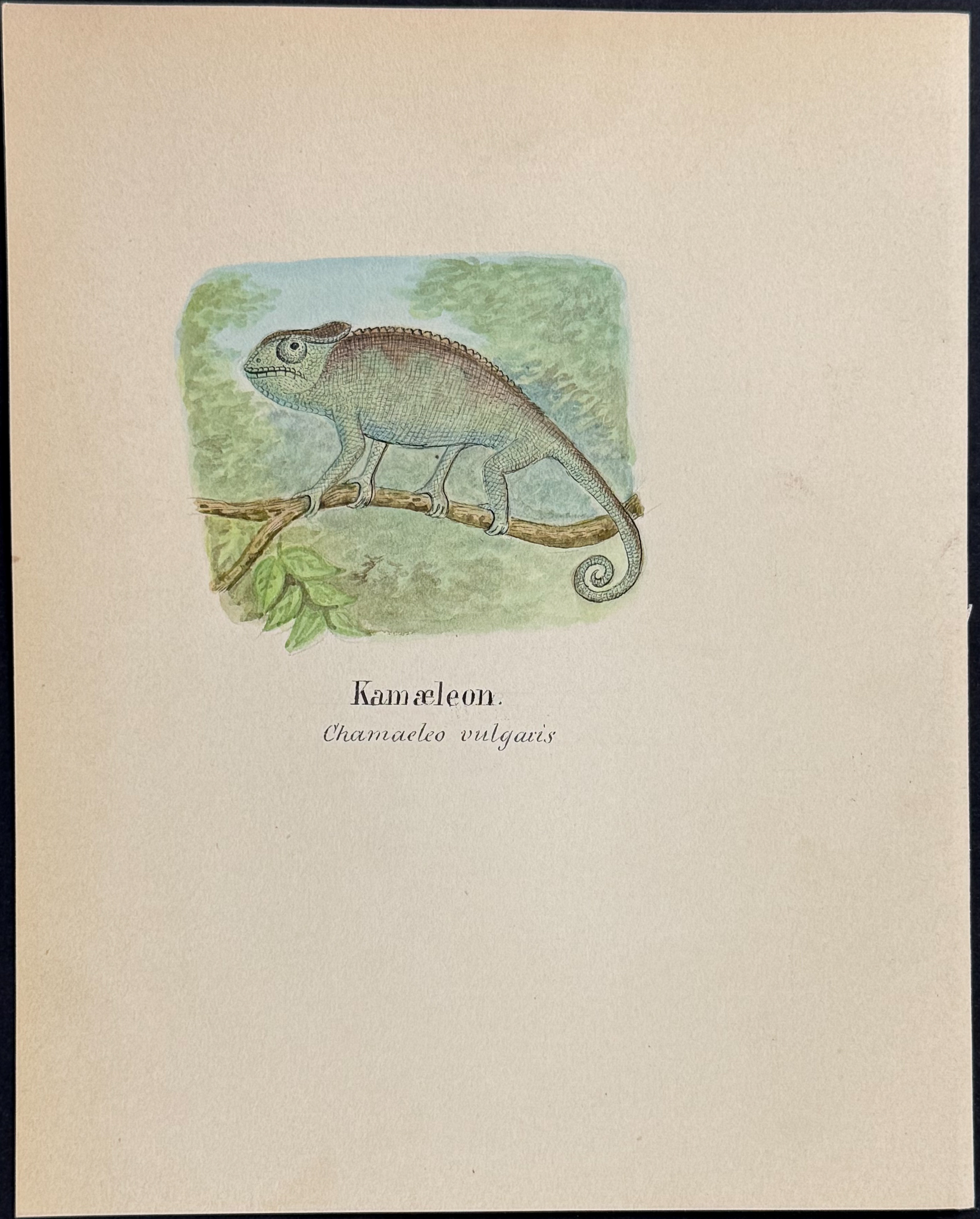 5 Original Watercolors of Reptiles & Amphibians (Chameleon, Basilisk, Frog or Toad)
