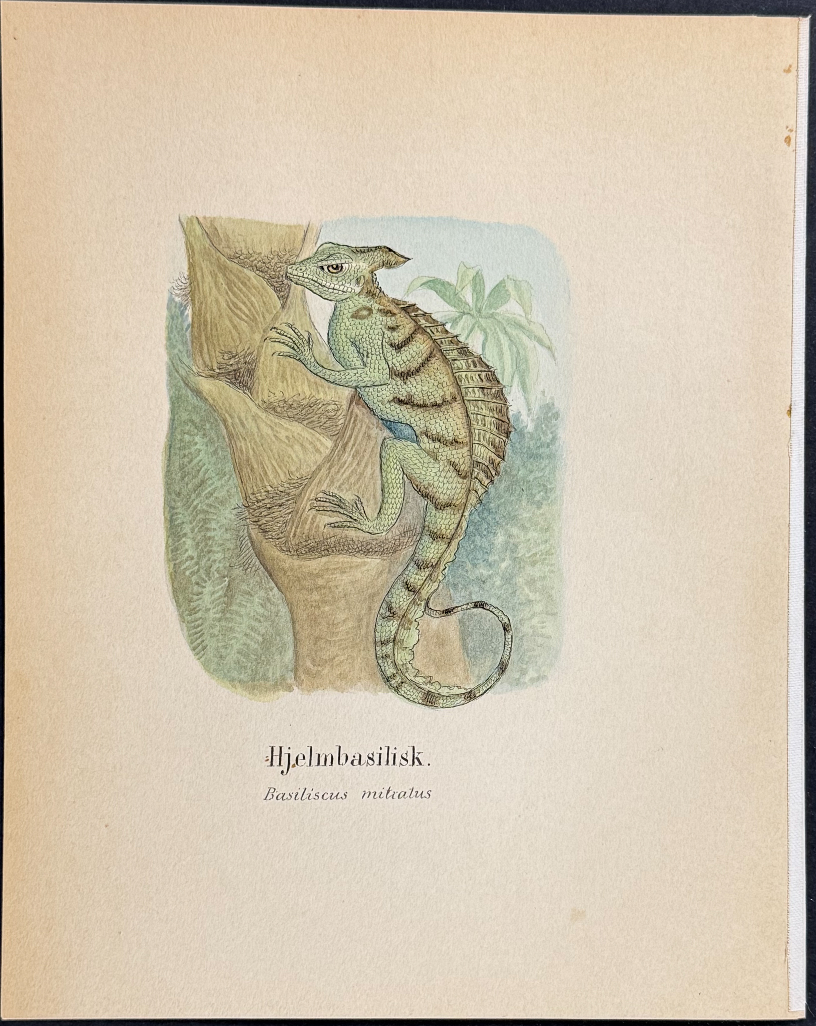 5 Original Watercolors of Reptiles & Amphibians (Chameleon, Basilisk, Frog or Toad)