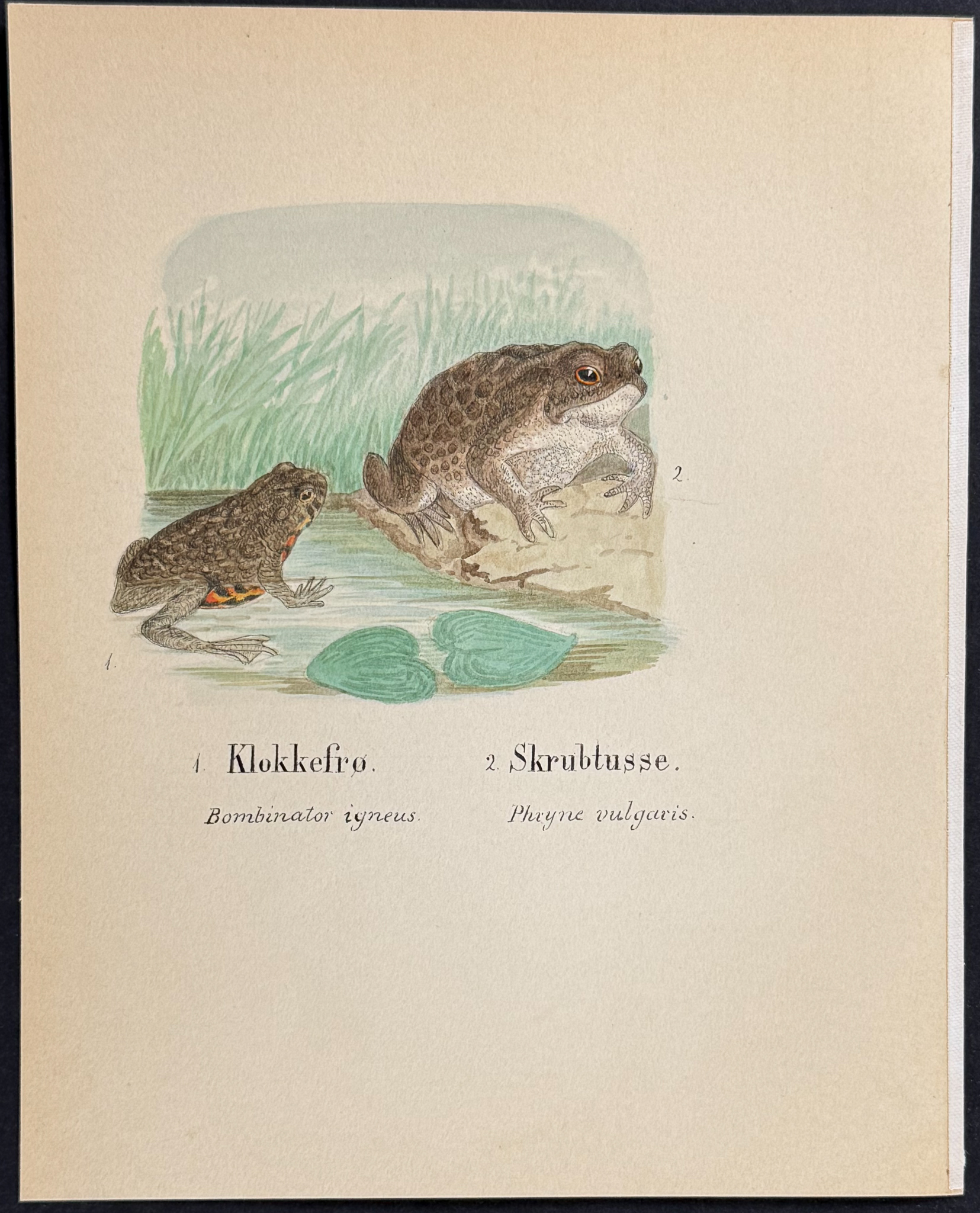 5 Original Watercolors of Reptiles & Amphibians (Chameleon, Basilisk, Frog or Toad)