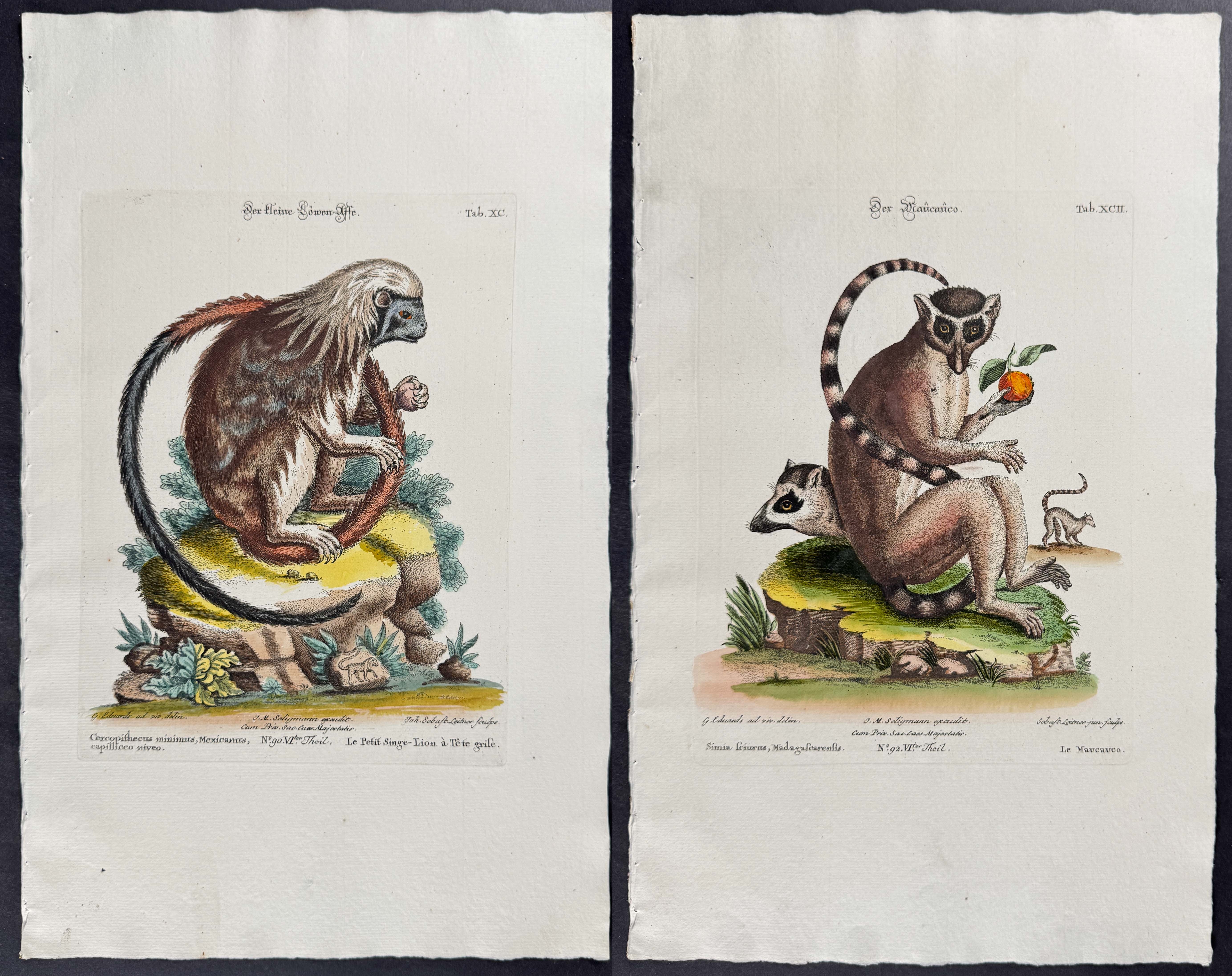 Seligmann after Edwards - Pair of Primate Engravings (Lemur, Monkey)