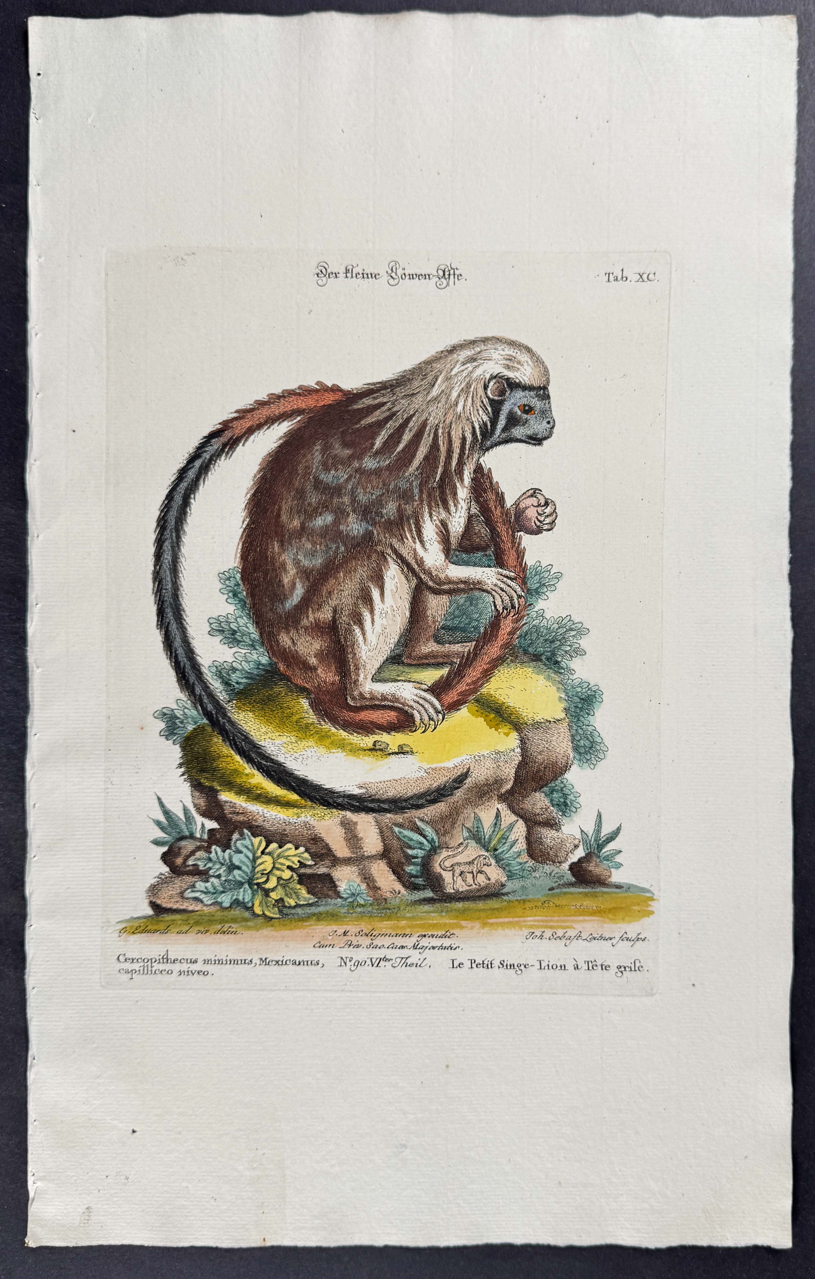 Seligmann after Edwards - Pair of Primate Engravings (Lemur, Monkey)