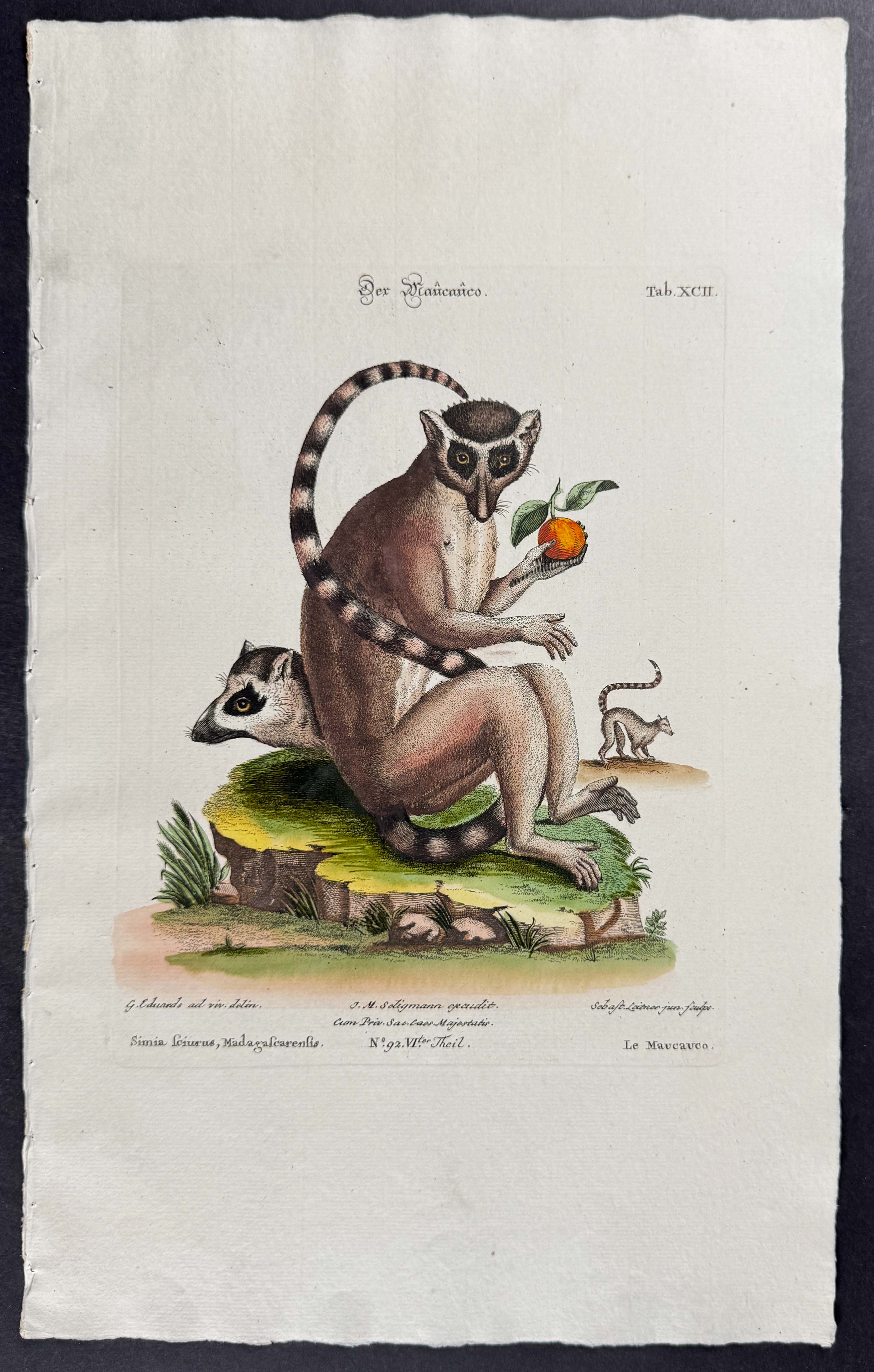 Seligmann after Edwards - Pair of Primate Engravings (Lemur, Monkey)