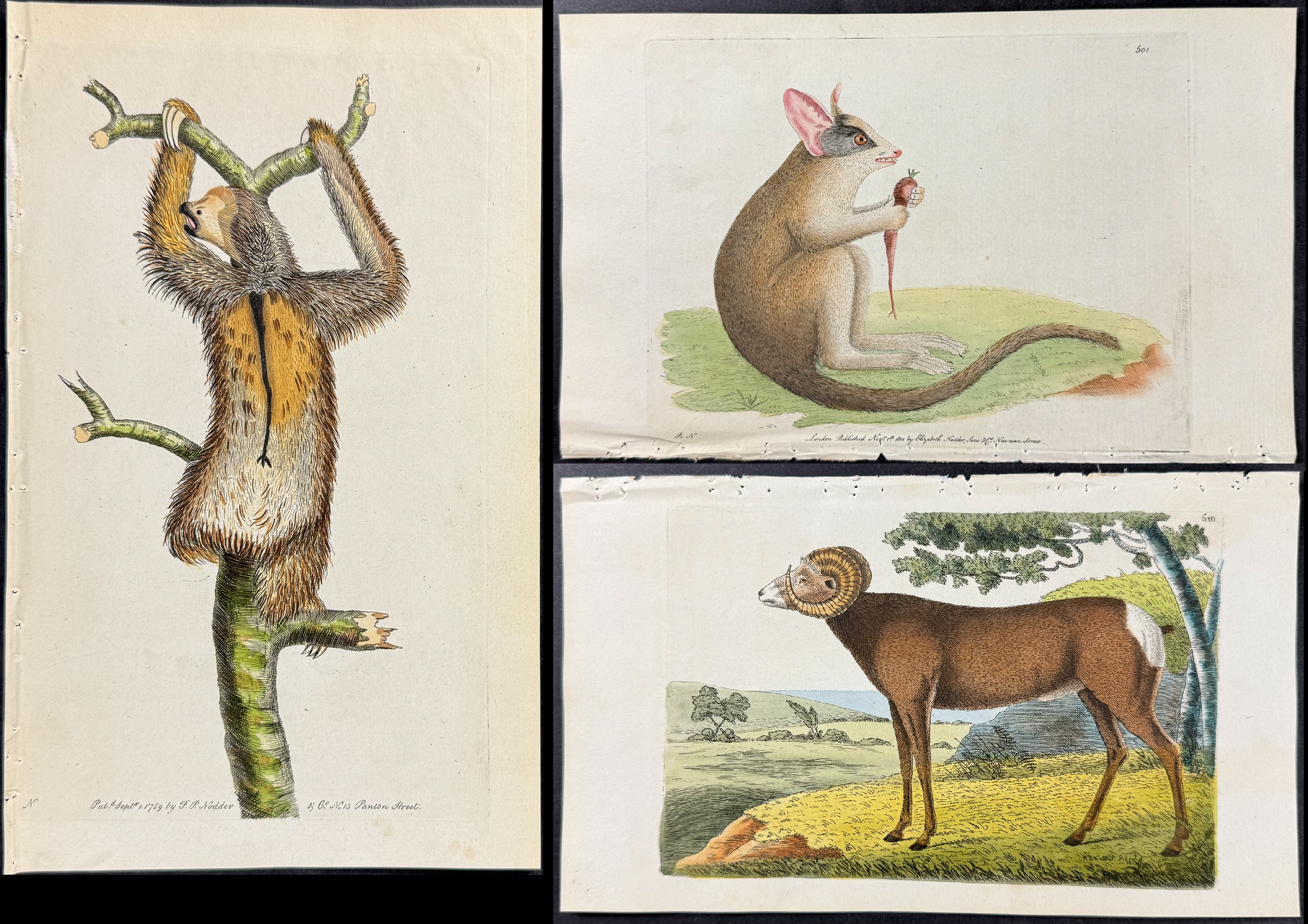 Shaw & Nodder - 8 Quadruped Engravings