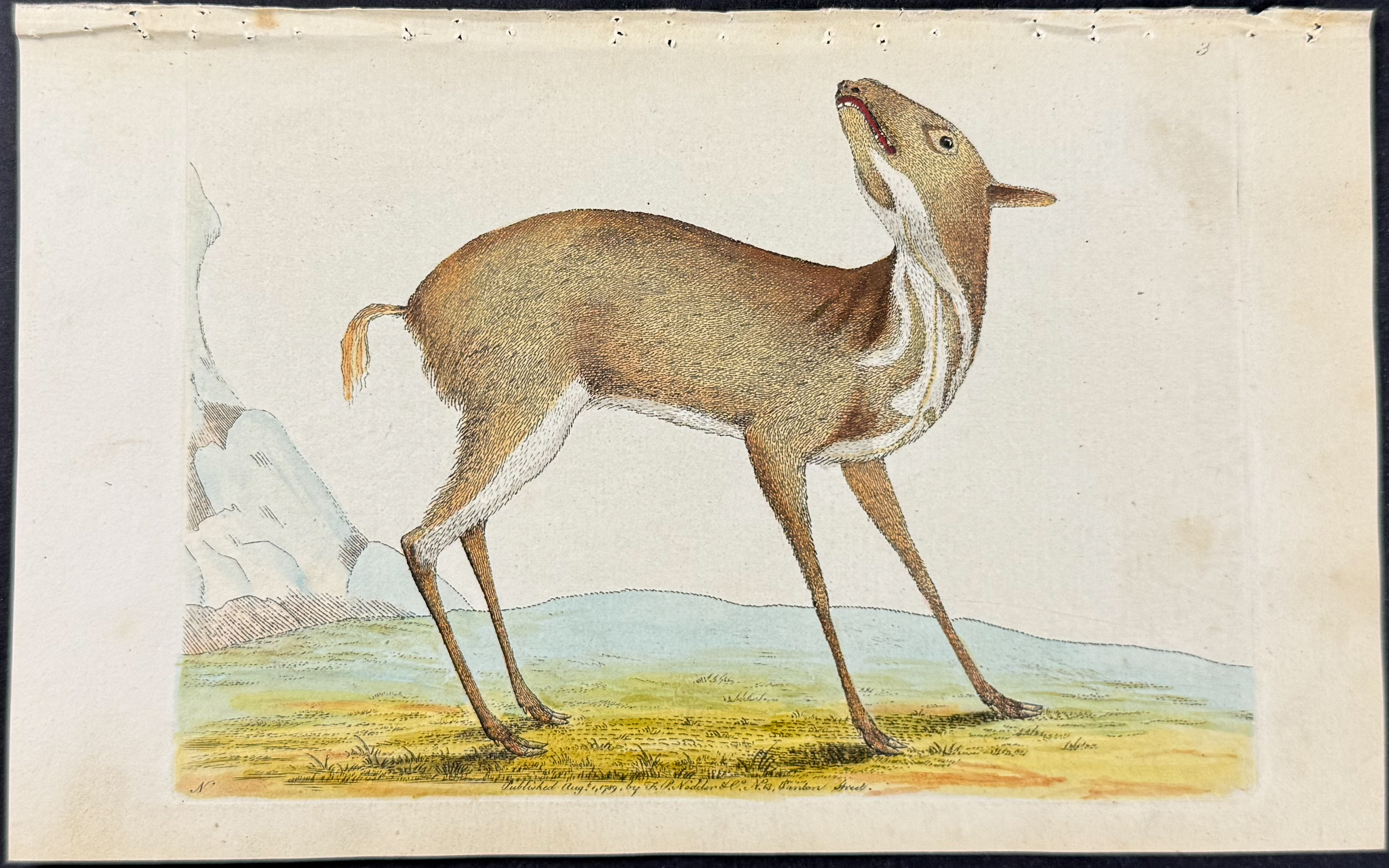 Shaw & Nodder - 8 Quadruped Engravings