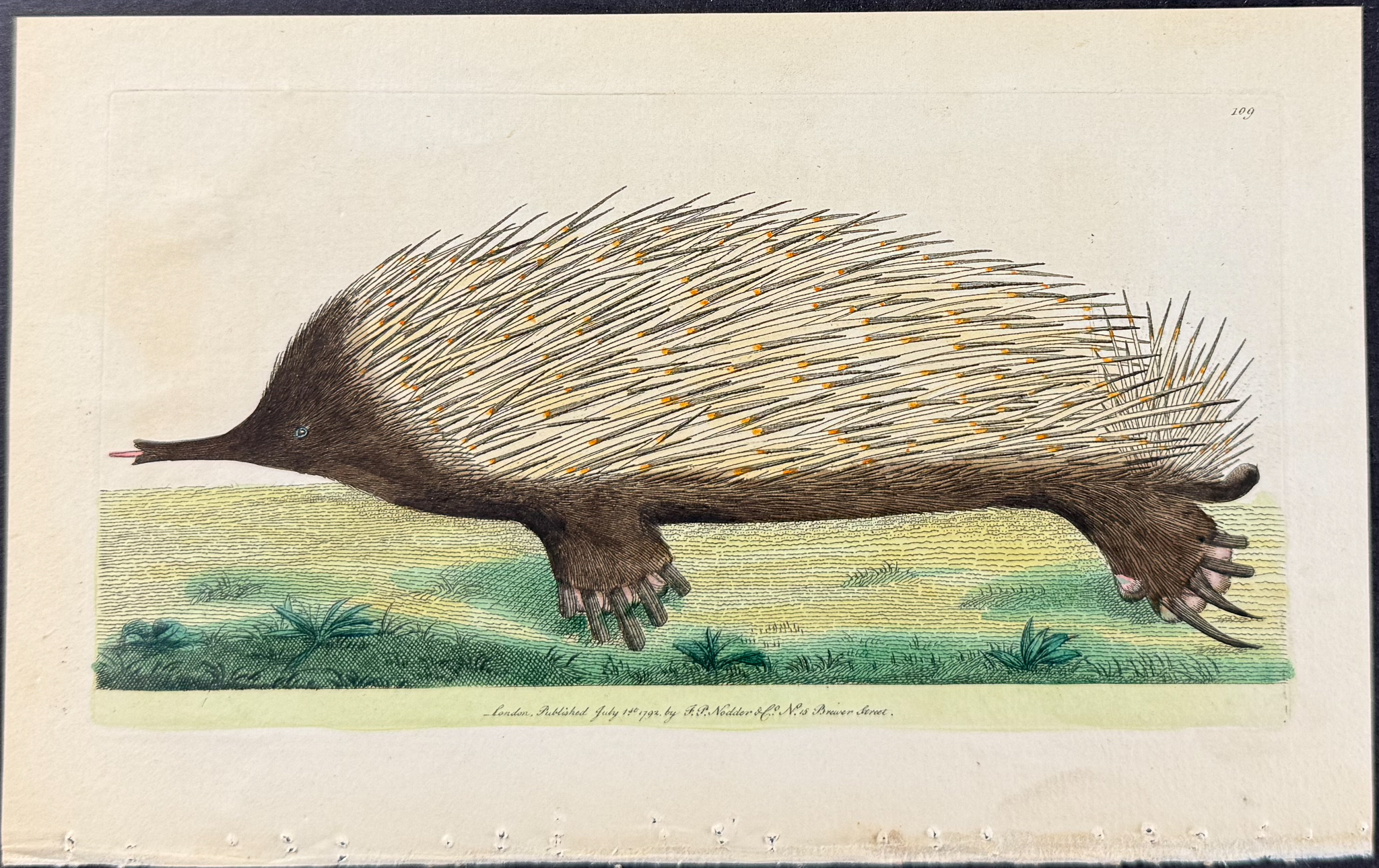 Shaw & Nodder - 8 Quadruped Engravings