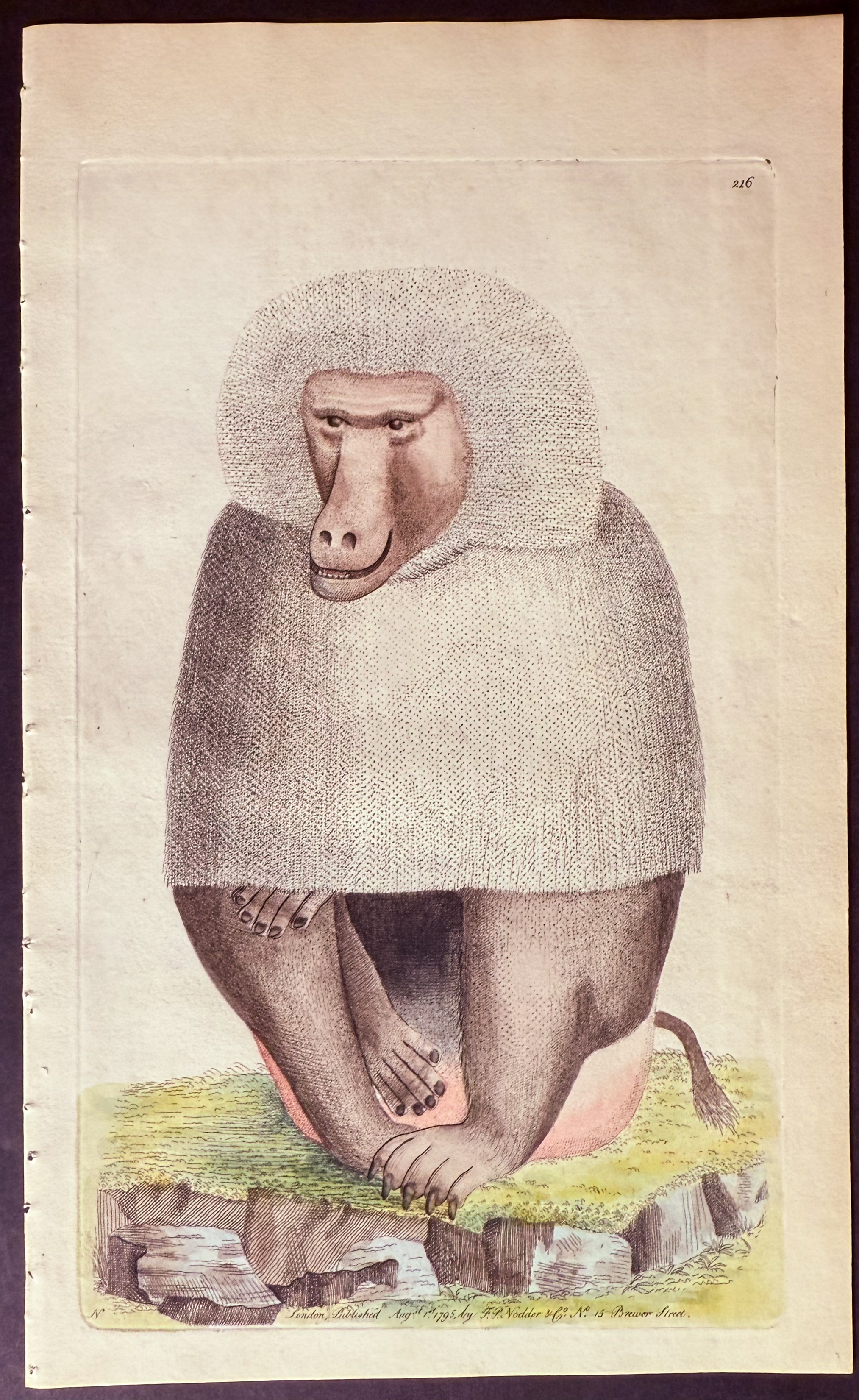 Shaw & Nodder - 8 Quadruped Engravings
