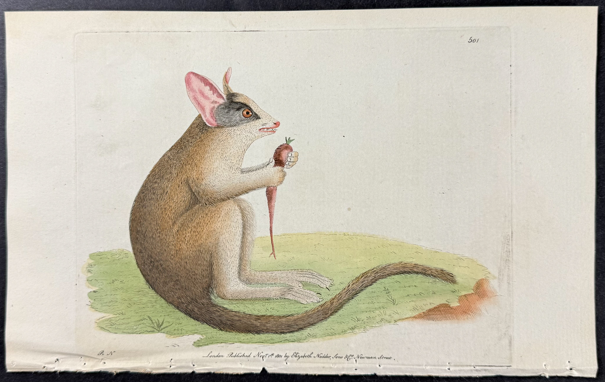 Shaw & Nodder - 8 Quadruped Engravings