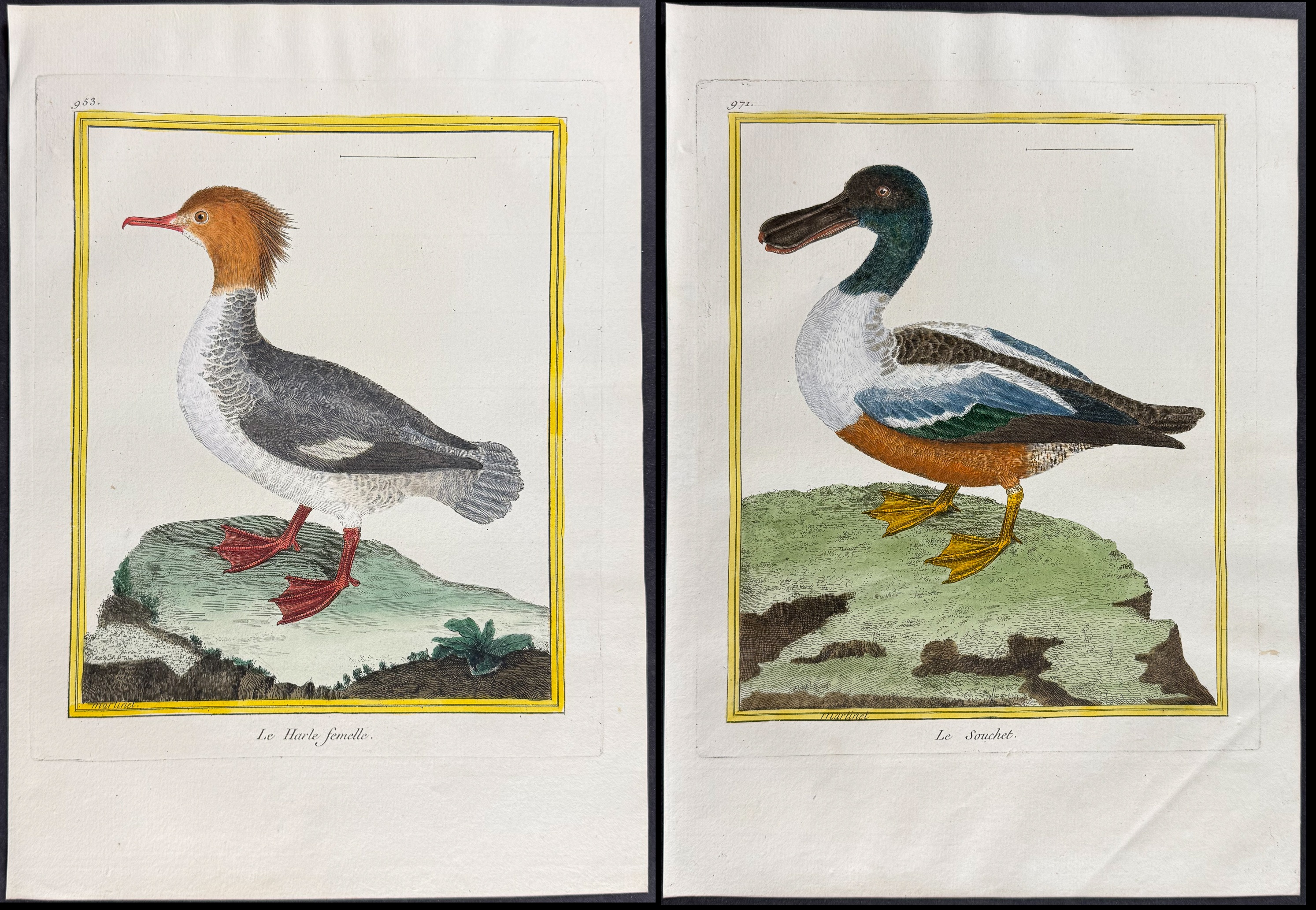 Martinet & Buffon - 4 Duck Engravings (Merganser, Shoveller)
