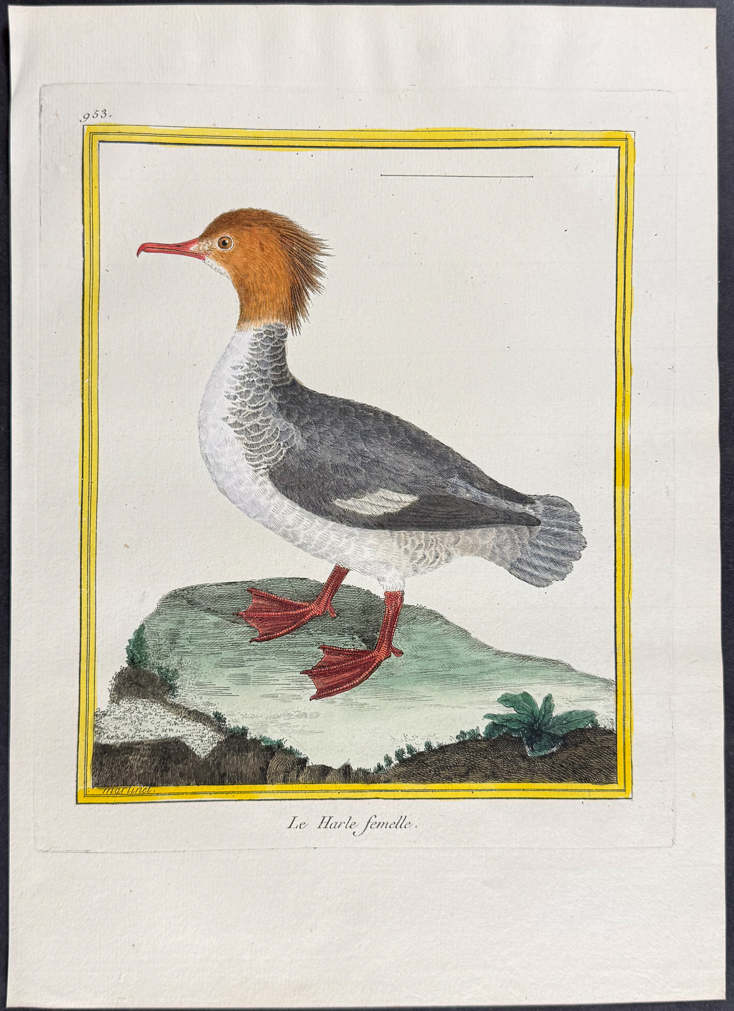 Martinet & Buffon - 4 Duck Engravings (Merganser, Shoveller)