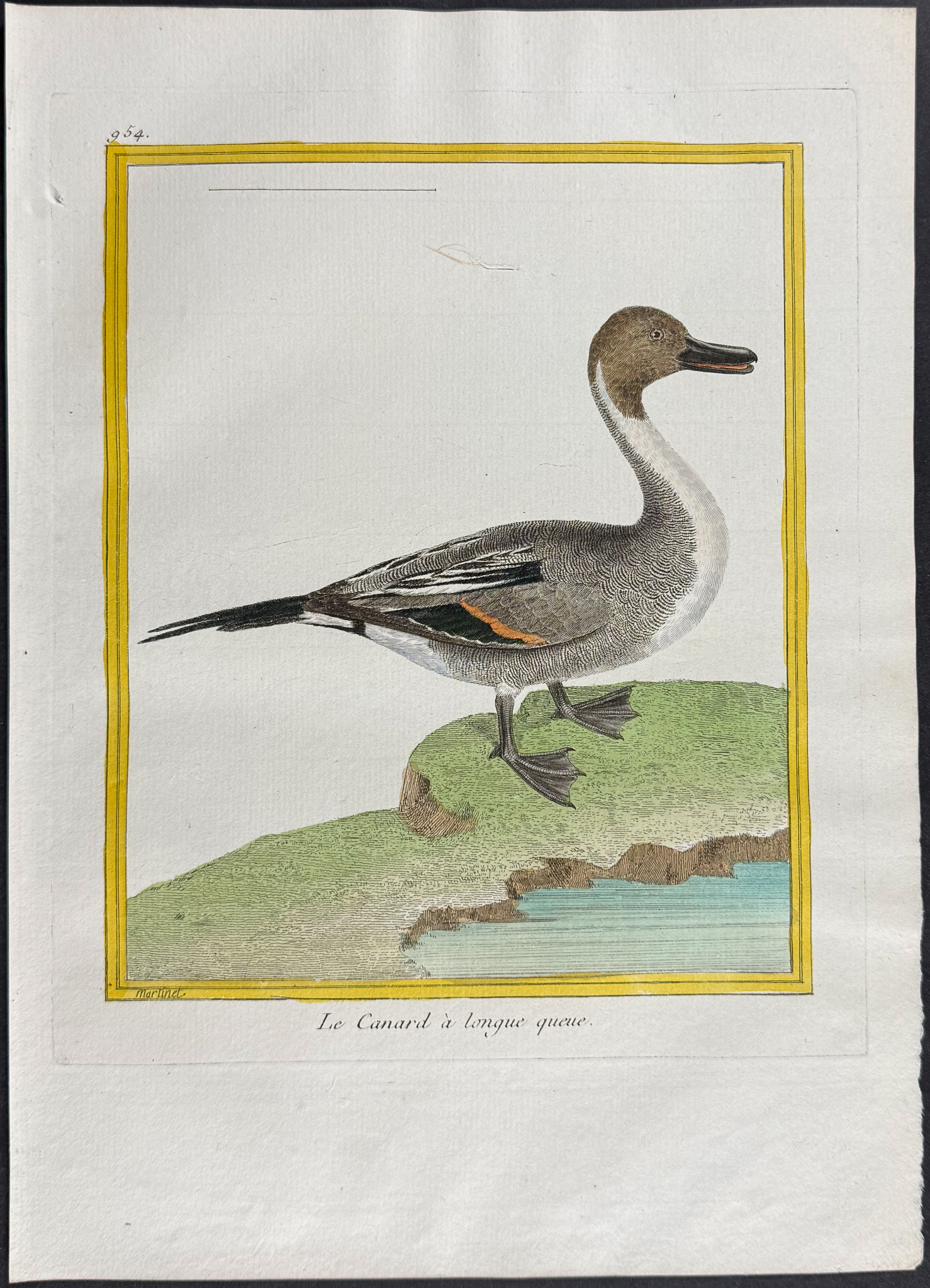 Martinet & Buffon - 4 Duck Engravings (Merganser, Shoveller)