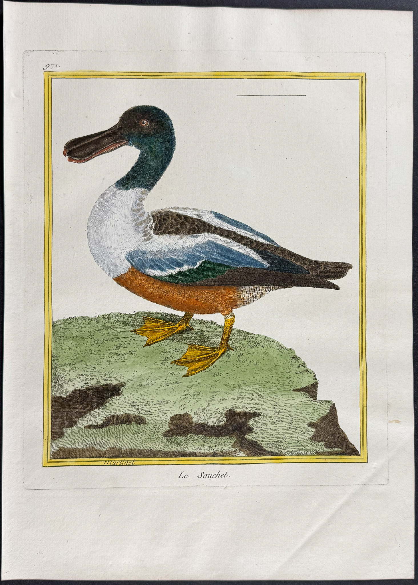 Martinet & Buffon - 4 Duck Engravings (Merganser, Shoveller)