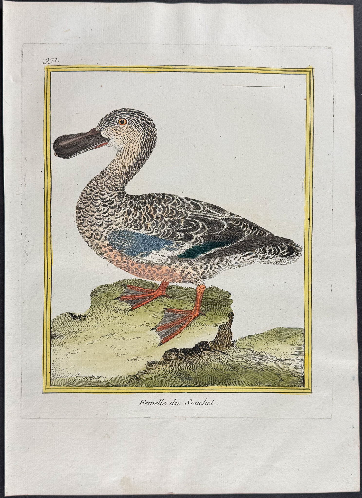 Martinet & Buffon - 4 Duck Engravings (Merganser, Shoveller)
